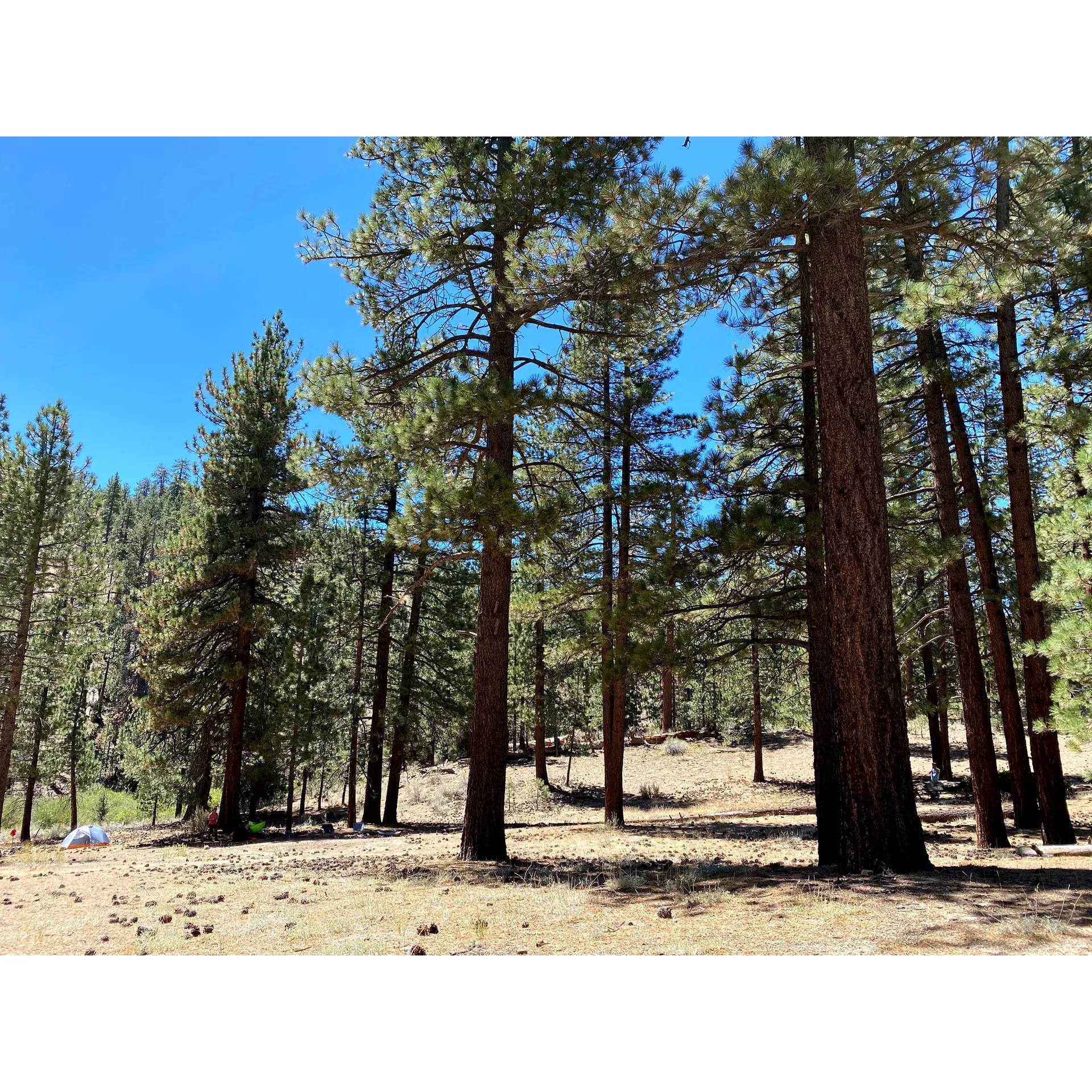 Lily Meadows Campground offers an outdoor experience where tranquility meets natural splendor. Set in a idyllic landscape, the campground boasts a pristine waterfall that cascades gently amidst a backdrop of majestic trees and impressive rock formations. Visitors are often captivated by the sheer peacefulness of the place, especially during weekdays when the serenity of nature can be enjoyed without interruption.

The campsite is a hiker's paradise, with nature's artwork on full display. Enthusiasts can venture along trails that meander through whispering forests and by the edges of crystal-clear streams. For those who find solace in the great outdoors, Lily Meadows provides ample opportunity to reconnect with the earth, from the soft rustle of leaves in the breeze to the occasional glimpses of wildlife in their natural habitat.

A highlight for many campers is the chance to relax by the waterfall, where the gentle sounds of water serve as a natural symphony, ensuring a tranquil soundtrack to a lazy afternoon or an evening under the stars. The grounds themselves are well-maintained, providing a welcoming environment for picnics, family gatherings, or simply soaking in the scene.

Lily Meadows Campground is a treasure for those seeking to escape the hustle and bustle of daily life and immerse themselves in the beauty of the wilderness. Whether you come to explore or to unwind, this is a place where nature's charm is abundant and the stresses of modern living seem to disappear with each breath of fresh, pine-scented air. Description by ChatGPT.