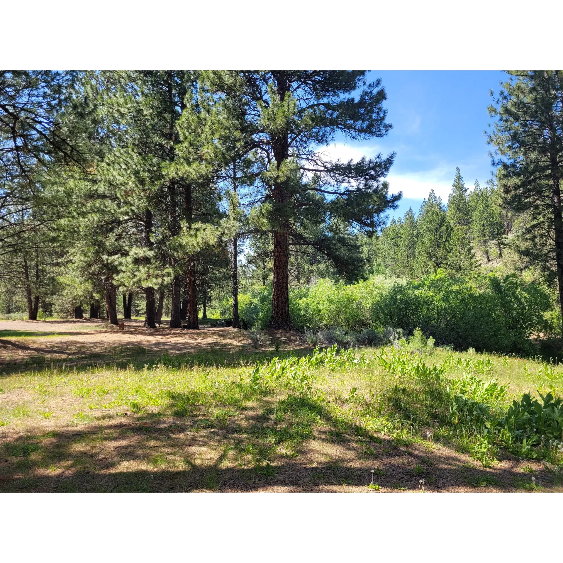 Located just off Hwy 395 via County Road 47, Lassen Creek Campground offers an authentic outdoor escape for nature enthusiasts and adventure-seekers alike. This beautiful campground, historically rooted in the Pit River / Modoc Tribe's summer village, urges visitors to be respectful of its heritage and natural beauty by adopting a 'leave no trace' ethic.

The campground features around ten well-maintained sites, each equipped with newly installed pit toilets, picnic tables, and fire pits to enhance your stay. The sites are tucked amongst a serene, forested backdrop, providing ample shade and a seclusion that is both intimate and comforting. The Warner Mountains paint a stunning landscape, crafting a perfect setting for those looking to immerallse themselves in nature off the beaten path.

For visitors with a keen interest in botany or geology, Lassen Creek Campground is a treasure trove of flora and geological formations, promising a feast for the senses and the intellect. The campground is surrounded by gravel forest roads, ideal for those who enjoy scenic drives or exploring the wilderness by vehicle.

An added perk of Lassen Creek Campground is its proximity to the refreshing, chilly waters of the nearby creek, complete with a natural spring. Many of the campsites are conveniently located right next to the creek, allowing for easy access to the cool, clear water. For some, the creek is a calming presence to fall asleep to at night, whereas others might find its sections deep enough for an invigorating soak on a warm day.

Adventurers will appreciate that the area is a vibrant habitat for wildlife. Sightings of black bears and gray wolves have been reported, albeit at a safe distance, as these creatures are known to quickly retreat from human presence.

Travelers in search of tranquility and a pure, undisturbed outdoor setting will find Lassen Creek Campground to be an exceptional choice. With no fees required for camping, it stands as an inviting destination for all, offering an excellent outdoor experience that feels both exclusive and expansive. Just remember your map since GPS may lead you astray, and once you arrive, the serenity and natural allure of Lassen Creek Campground promise a memorable and rejuvenating getaway. Description by ChatGPT.