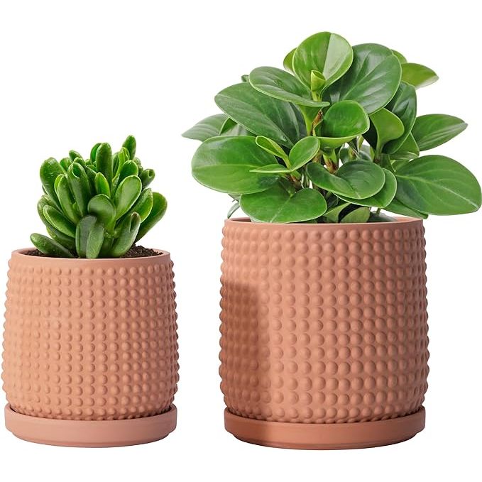The D'vine Dev 6 Inch 4 Inch Terracotta Indoor Planter Pots are designed for indoor use and come in a set of 2 pots. These pots are made of high-quality terracotta material and have a drainage hole at the bottom to prevent overwatering and root rot. Each pot also comes with a saucer to catch excess water and prevent mess.