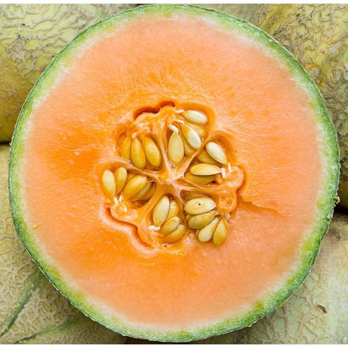 Honeydew melon seeds are a popular choice for planting in home gardens due to their delicious fruit and ease of cultivation. This non-GMO heirloom packet contains 25 seeds, along with instructions on how to plant and care for them. Honeydew melons thrive in warm, sunny climates and require well-drained soil to grow successfully.