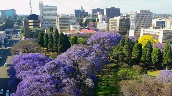 Jacaranda trees bloom across Harare, Zimbabwe 🇿🇼