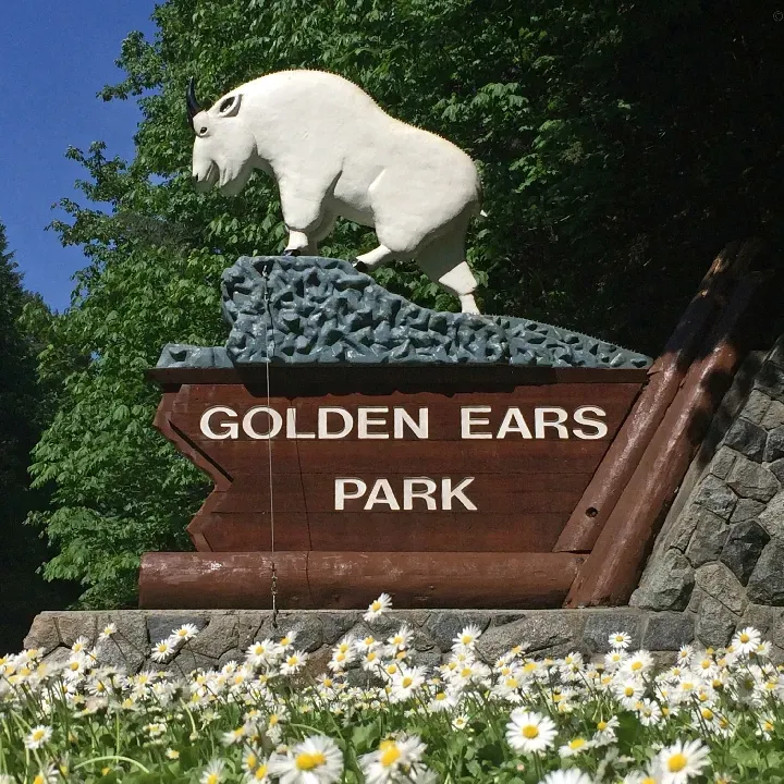 Golden Ears Park is an enchanting expanse that offers a rich mosaic of natural splendor just a stone's throw from urban conveniences. Embrace the pristine beauty of Alouette Lake, with its crystal-clear waters that mirror the surrounding tranquility, offering a haven for visitors seeking to immerse themselves in serene wilderness.

Enveloped by majestic mountains and expansive lakes, this destination is a paradise for outdoor enthusiasts. Whether you're captivated by boating, eager to unwind with a leisurely picnic, or looking to celebrate special moments with family gatherings, the park caters to a broad spectrum of recreational activities that promise memorable experiences.

With a diverse network of trails that weave through the luscious terrain, adventurers can embark on journeys that reveal the park's hidden gems—from rustling creeks to local farms dotted along the approach, where one can indulge in the freshest, locally-sourced produce.

Visitors are advised to plan ahead and obtain a park pass to fully enjoy the array of amenities. Arriving early is recommended, ensuring you can savor the tranquility before the buzz of afternoon arrivals. The park's dynamic weather patterns, ranging from sun-kissed afternoons to enchanting snowstorms, add an element of surprise that only nature can orchestrate, promising a distinct experience with every visit.

Golden Ears Park also boasts well-maintained facilities to enhance your stay. From strategically placed boat launches to beautifully situated campsites with breathtaking views, the park is thoughtfully designed to accommodate your wilderness escapade. Consider selecting a campsite on the quieter side of the park for an added layer of peace, ensuring your retreat is as restful as it is enjoyable.

Conveniently located close to the city, Golden Ears Park allows for an easy escape from the hustle and bustle of daily life. It's a place where you can connect with nature, indulge in outdoor pleasures, and create lasting memories in a setting that captures the essence of British Columbia's natural grandeur. Description by ChatGPT.