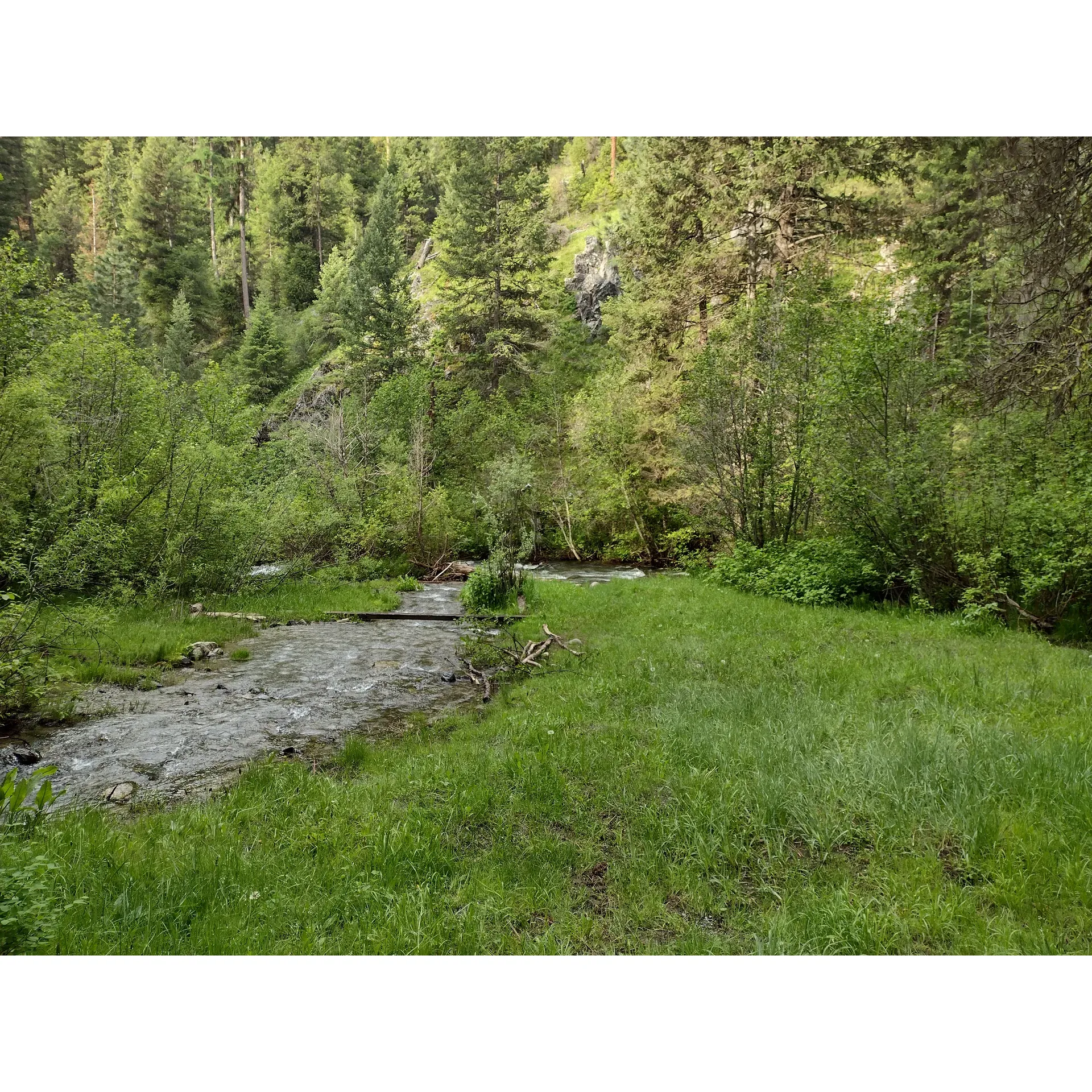 Deer Creek Campground is the epitome of serene, back-to-basics camping for nature lovers and outdoor enthusiasts. Embrace the purity of the wilderness as you park your vehicle on the well-maintained gravel roads that lead you to an array of more or less flat camping spots. Each site is graced with simple yet functional gravel pads, providing a sturdy base for tents, and is complemented with rustic fire rings that invite campers to enjoy the timeless campground ritual of storytelling and marshmallow roasting.

The untouched beauty of the surroundings is enhanced by the gentle murmur of Deer Creek, which runs conveniently close to the campground. This sparkling waterway is not just a picturesque backdrop but also a vital natural resource for campers seeking to connect with the environment. Adventurers can delight in the ease of creek-side access, perfect for a refreshing dip or exploring the aquatic life of the stream.

If you crave a digital detox, the limited cell service ensures an uninterrupted escape from the hustle and bustle of daily life, inviting you to truly unwind. As you disconnect from technology, reconnect with nature's symphony, carried on the breeze rustling through the majestic trees sheltering the campground.

The approach to this hidden gem is accessible to most vehicles, with a gravel road that can be navigated carefully, even by cars with a bit more clearance. Once there, you'll find peace and privacy are the hallmarks of this destination - the allure of having such a tranquil spot to oneself is not uncommon, especially during quieter times.

Adding to the campground's allure, visitors may discover wild strawberries dotting the landscape across the road, offering a sweet, foraged treat during the right season. The ease of the location is augmented with practical guidance; while Google Maps provides assistance, the true charm of Deer Creek Campground is in the adventure of finding this secluded location.

Solar-powered amenities, like the stream gauge, hint at a thoughtful blend of sustainability and minimal impact on the environment, ensuring the campground preserves its pristine condition for years to come.

With a first-come, first-served system, spontaneity is welcomed, and because of the campground's hidden nature, the chance of finding a tranquil slice of heaven just for you or your group is highly likely.

When the sun sets, and the stars come out, the soothing sounds of the nearby river coupled with the crisp, fresh air create an incredibly peaceful ambiance. It's more than just a campground; it's a therapeutic retreat where the natural world provides the perfect backdrop for a truly peaceful getaway. Description by ChatGPT.