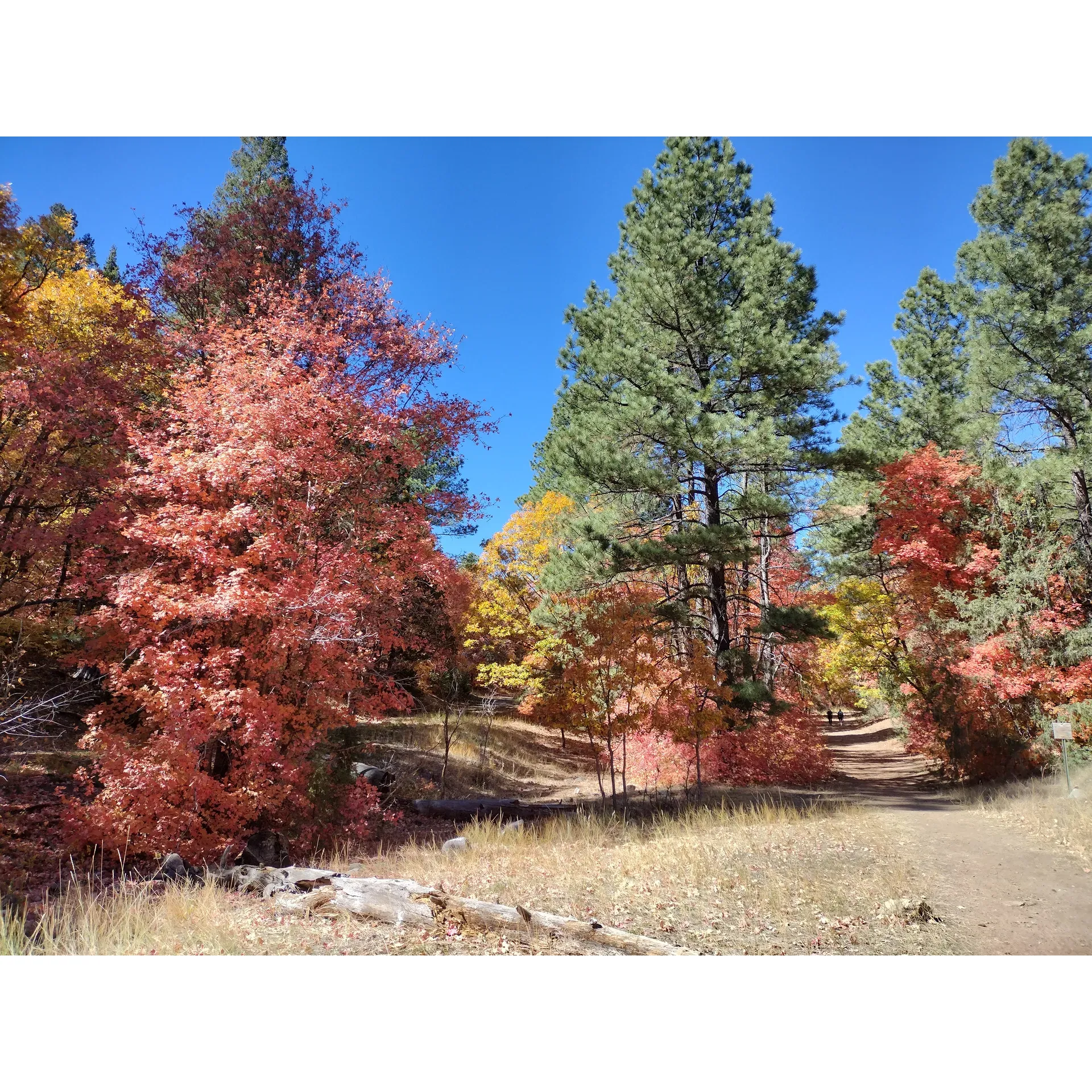 Fourth of July Campground offers a picturesque setting for outdoor enthusiasts looking to immerse themselves in natural beauty. The campground boasts a vibrant array of maple leaves that transform into a stunning red hue by mid-October, creating a breathtaking backdrop for visitors. With a 4 to 5-mile loop trail encircling the campground, guests can indulge in the scenic views while enjoying a leisurely hike or a more rigorous trek.

Ideal for both solo adventurers and families, the campground presents an array of well-maintained facilities. The campsites, favored for their cozy and intimate setting, provide an opportunity for campers to unwind in a serene environment. The restrooms are noted for their adequacy, ensuring a comfortable stay for all visitors.

Guests seeking an escape from constant digital connectivity will appreciate the lack of cell service from major providers like Verizon and T-Mobile, an invitation to disconnect and fully engage with the surrounding nature. The accessibility of the campground is facilitated by a well-kept road, with only occasional muddy spots adding to the rustic charm.

During peak times, the campground comes alive with vibrant picnic areas and a bustling sense of community, perfectly complementing the autumnal color spectacle. For those seeking tranquility, a weekday visit is highly recommended, when the campground transforms into a peaceful retreat, offering spaciousness and quietude.

The secluded nature of the campground, away from main roads, ensures a tranquil atmosphere, while the interconnected trails provide ample opportunities for exploration. Returning visitors particularly look forward to the fall season, when the foliage creates a mesmerizing palette of colors, making it an unforgettable destination for seasonal photography or simply basking in the beauty of nature's artistry. Description by ChatGPT.