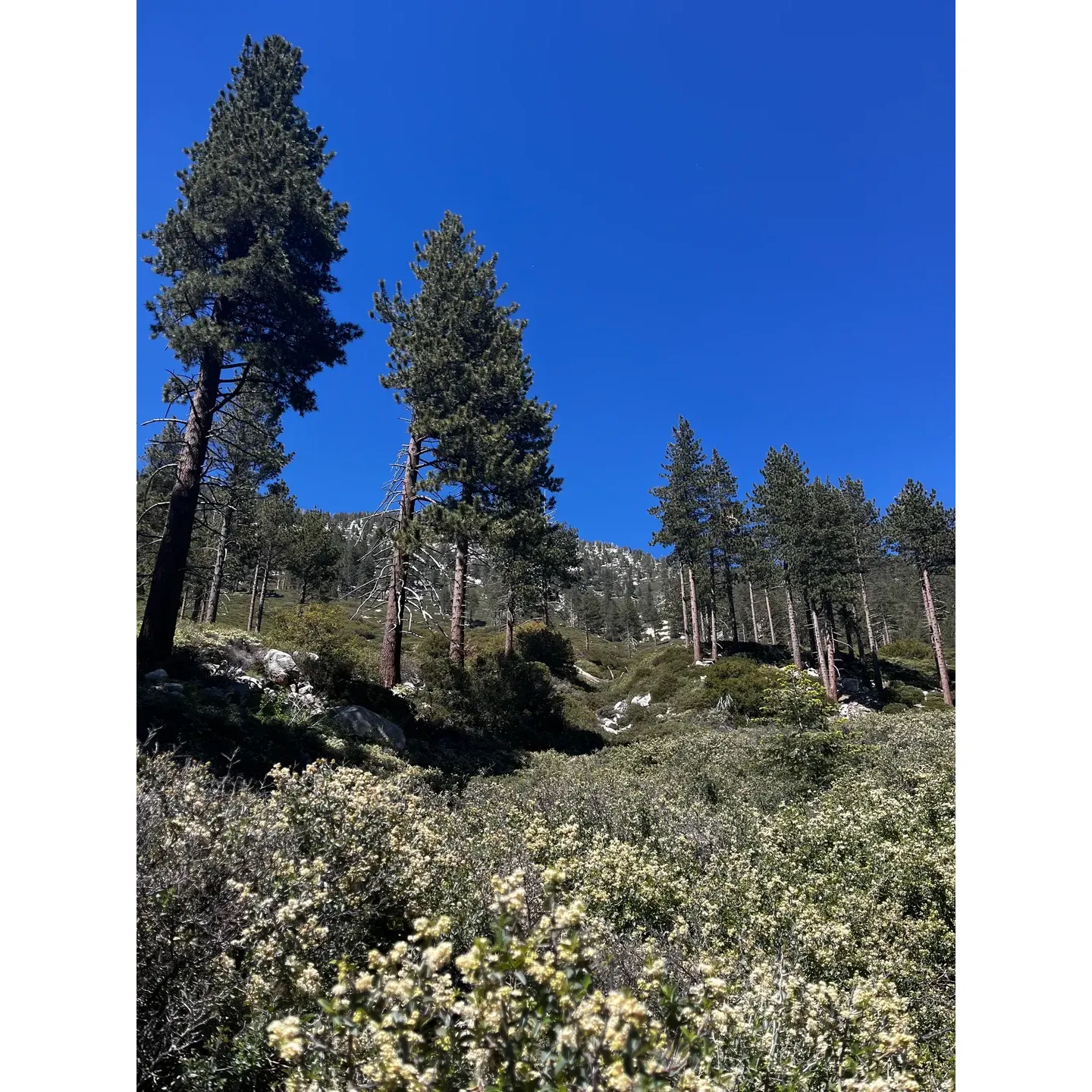 Perched at a lofty elevation of 8,100 feet, Halfway Camp serves as a serene stopover along the popular Vivian Creek Trail, en route to the breathtaking San Gorgonio summit. This quaint camp area, located just over a mile from its companion, Vivian Creek Camp, offers adventurers a tranquil respite amidst the natural beauty of the surrounding wilderness.

Revel in the simplicity and charm of a few well-spaced camping spots that blend seamlessly into the environment, providing an authentic outdoor experience. These spots, easily discernible from the trail, ensure convenience without detracting from the feeling of solitude and connection with nature.

The crisp, refreshing waters of a nearby creek, a mere 200 yards before reaching the camp, provide a reliable source of hydration for hikers and campers, especially appreciated as the flowing stream continues its journey well into late autumn.

Halfway Camp is appreciated for its lower footfall compared to its neighboring camps, offering a more secluded haven for those seeking a peaceful retreat. Whether you're using it as a staging point for summit attempts or as a destination in itself, this camp provides an idyllic setting for nature lovers and outdoor enthusiasts to unwind and recharge in the great outdoors. Description by ChatGPT.