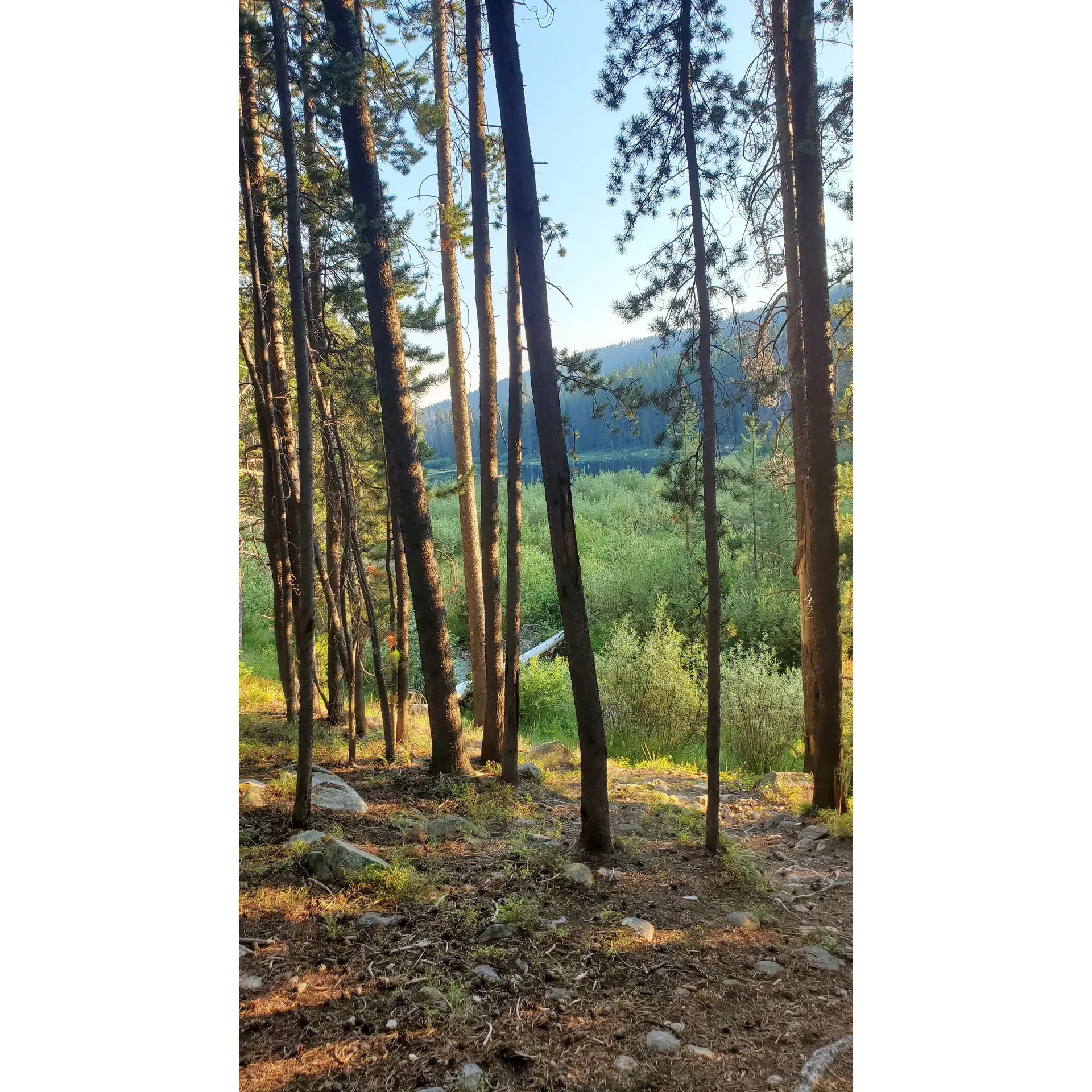 Lower Seymour Lake Campground is a peaceful and scenic campground located in Wise River, Montana. Situated along Seymour Creek Rd, the campground is surrounded by beautiful forests and mountains, providing a perfect outdoor escape for nature lovers and outdoor enthusiasts. The campground offers a variety of campsites for tents and RVs, with amenities such as picnic tables, fire pits, and access to potable water.

The Lower Seymour Lake Campground is an ideal destination for fishing, hiking, and wildlife viewing. The nearby Seymour Lake offers excellent fishing opportunities, with rainbow and brook trout plentiful in its waters. Hikers can explore the surrounding wilderness on various trails, while wildlife enthusiasts may catch glimpses of deer, elk, and other local animals. The campground is a peaceful retreat for those looking to disconnect from the hustle and bustle of everyday life and immerse themselves in the tranquility of the Montana wilderness. Description by ChatGPT.