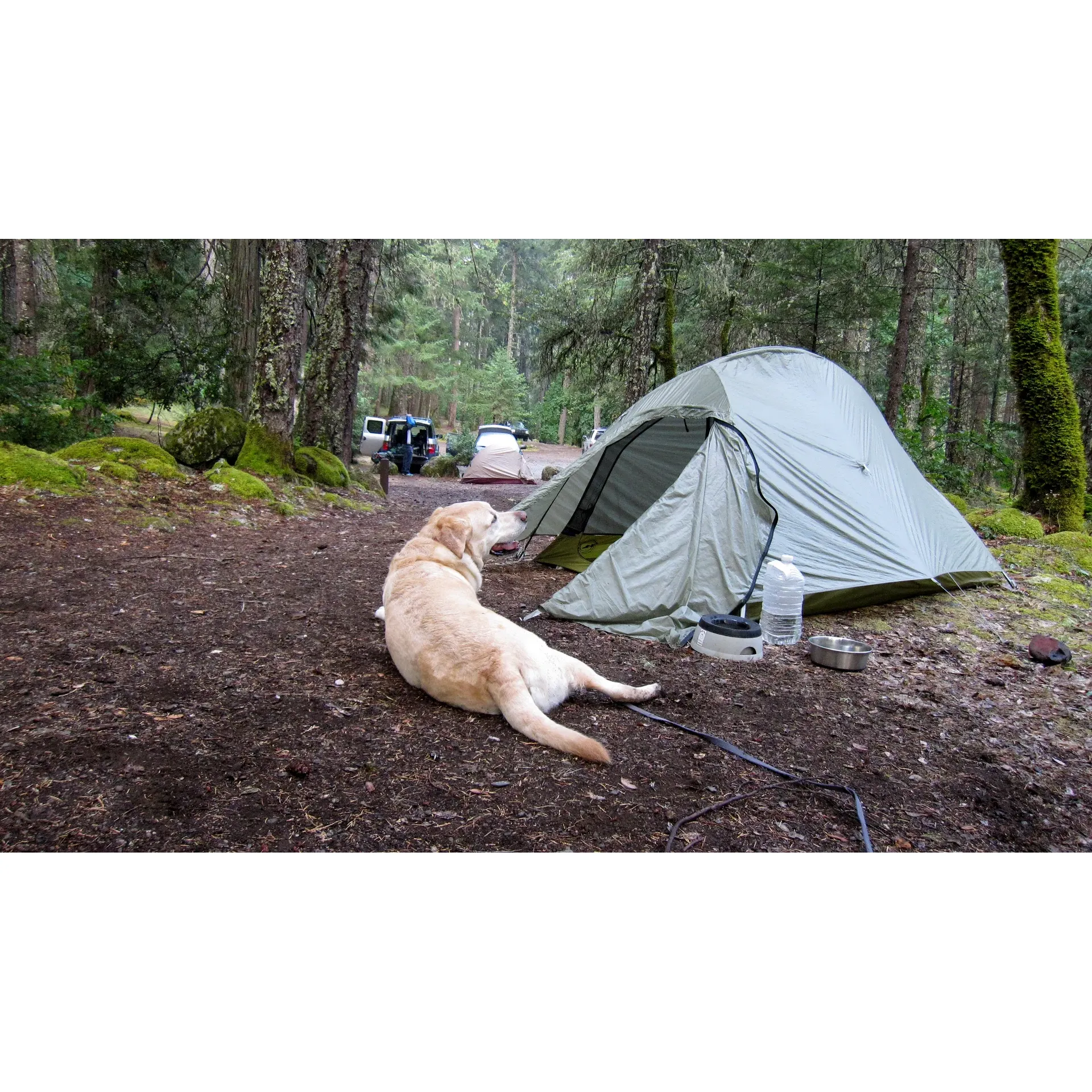 Ripstein Campground offers an idyllic outdoor escape for nature lovers and adventure enthusiasts alike. If tranquility and scenic beauty are what you seek, this campground is the perfect destination. Praised for its immaculate upkeep, the grounds are both clean and peaceful, ensuring that your stay is as comfortable as it is memorable.

Visitors will find the spacious environment not only visually stunning but also conducive to a serene camping experience. The well-established site boasts tidy facilities, including clean bathrooms and defined camping spots, providing convenience without compromising the rustic charm of outdoor living.

For those gearing up for an exciting backpacking journey, Ripstein Campground serves as an exceptional base camp, especially popular among those heading to Canyon Creek. With the campground's strategic location, you'll rest easy knowing you're just a stone's throw away from your next grand adventure.

While here, guests can enjoy the natural symphony of rippling creeves and experience the great outdoors at one of the ten tent-only spots. With creek-side sites available, you can immerse yourself in the soothing sounds of flowing water as you drift off to sleep. Additionally, the campsites are equipped with essential amenities such as a pit toilet, garbage, and recycling bins, enhancing the convenience of your stay.

One of the most cherished features of Ripstein Campground is the cost—or lack thereof. Offering free camping without skimping on quality, it's a haven for those seeking to explore the wilderness without breaking the bank.

Surrounded by diverse trails ready to be explored, the campground is a hiker's paradise. The paths leading down to the river provide rewarding experiences for those ready to tackle more challenging hikes, with the paths lined with the lush embrace of nature's splendor. Meanwhile, the drive to the campground, though requiring some navigational effort, rewards visitors with a picturesque journey through breathtaking landscapes.

Those who choose Ripstein Campground for their retreat are encouraged to come prepared for the great outdoors. With wildlife in abundance, an ample supply of bug spray is recommended to fully enjoy the pure, fresh air and the untouched beauty of the natural surroundings.

Ripstein Campground is not just a place to stay—it's an immersive outdoor experience where each guest can connect with the environment, embark on adventures, and create unforgettable memories under the stars. Description by ChatGPT.