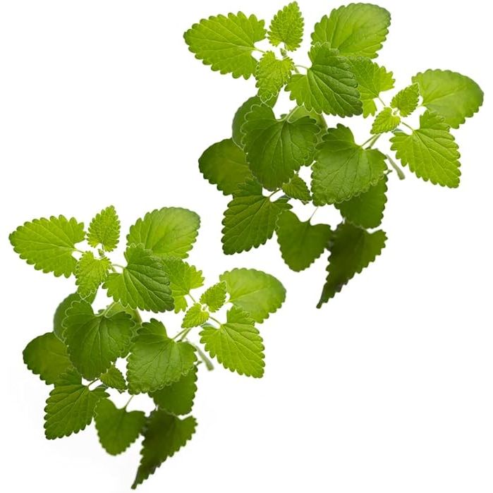 Catnip is a plant known for its effects on cats, making them feel euphoric and playful when they come into contact with its leaves. Catnip seeds can be planted either indoors or outdoors, making it a versatile herb to grow in any garden.