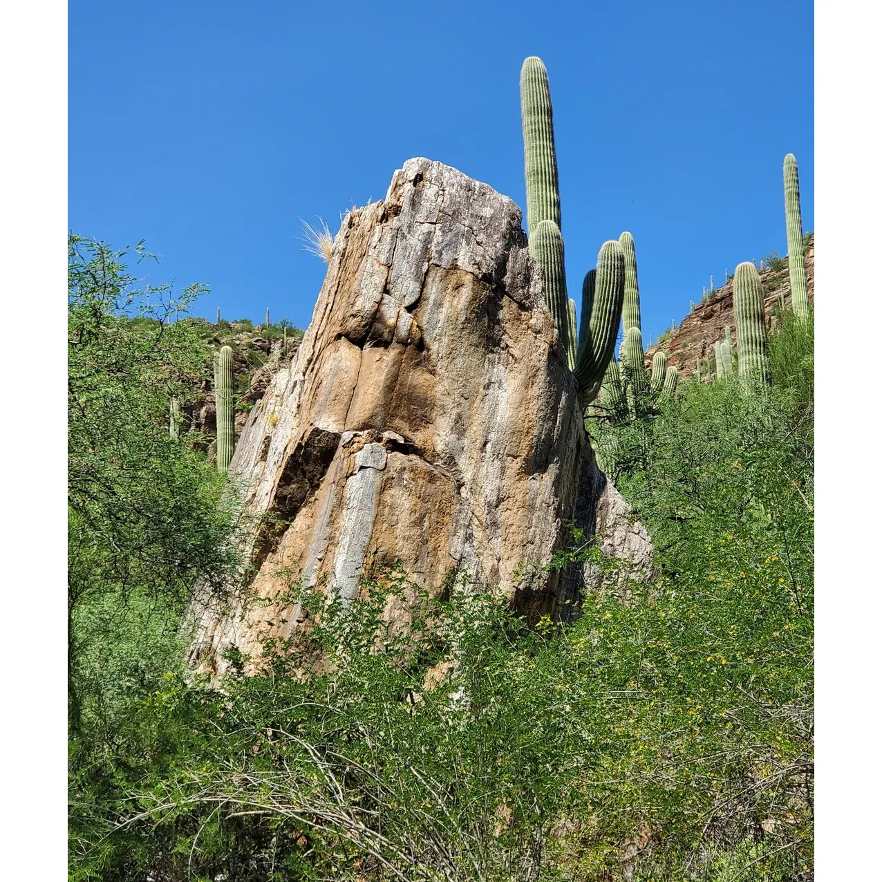 Immerse yourself in the stunning landscapes of the Sabino Canyon Recreation Area - Cactus Ramada 2, a premier outdoor destination ideal for nature enthusiasts and adventurers alike. This picturesque oasis boasts an array of scenic trails suited for all skill levels, ranging from tranquil, short nature walks to extensive, multi-day backpacking expeditions. Visitors are captivated by the diverse terrains that cover the beautiful area, especially during the vibrant spring and the crisp fall seasons when nature puts on a magnificent display of colors and life.

The presence of a serene river offers a refreshing touch to the desert scenery, inviting guests to enjoy the tranquil sounds of flowing water and perhaps snap that perfect desert photograph. With the best hiking trails Tucson has to offer, there's something here for everyone—whether you are a seasoned hiker or just looking for a peaceful escape into nature.

For added convenience, a reasonably priced tram bus service is available to take guests on a guided journey along the two paved roads within the area. This service allows everyone to explore the canyon's beauty, providing the flexibility to hop on and off at various designated stops. It's a delightful way to discover the canyon's hidden gems without the need to hike the entire distance.

To ensure a seamless visit, it's wise to plan ahead. Reach out through their website or give them a call to ask questions and tailor your day to perfection, whether you're coming for an invigorating hike, a leisurely picnic, or an informative tram bus tour. And don't forget, arriving early or carpooling is advisable, as the parking lot tends to fill quickly due to the area's popularity.

Come to Sabino Canyon Recreation Area - Cactus Ramada 2 and be taken away by the enchanting beauty of the desert, where the convergence of rivers, falls, and mountains offers an experience you'll cherish. Description by ChatGPT.