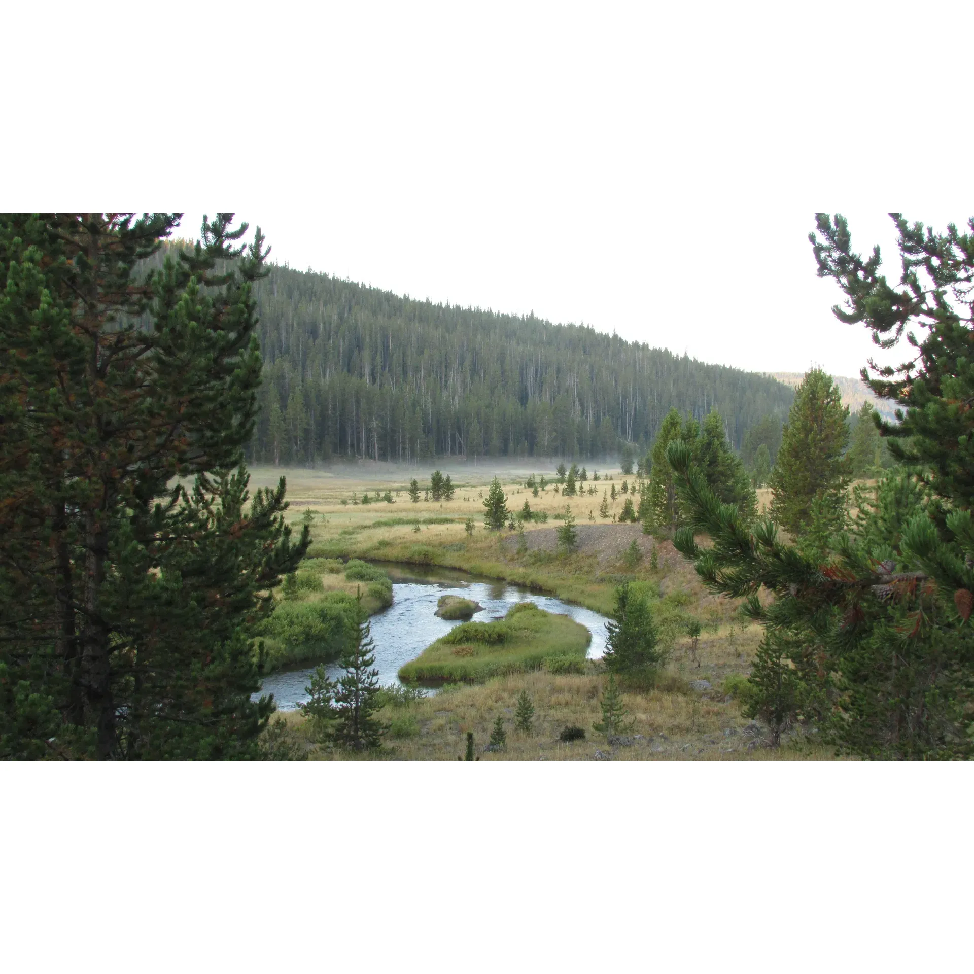 Moose Creek Meadow is a stunning area located within Yellowstone National Park in Wyoming. This picturesque meadow is known for its lush vegetation, serene atmosphere, and abundant wildlife. Visitors to Moose Creek Meadow can expect to see a variety of wildlife, including moose, elk, and numerous bird species.

The meadow is a popular spot for nature enthusiasts and photographers looking to capture the beauty of the park. Hiking trails also offer opportunities for visitors to explore the area and take in the breathtaking scenery. Visitors are encouraged to respect the natural surroundings and wildlife, and to practice Leave No Trace principles during their visit to Moose Creek Meadow.

Located within the boundaries of Yellowstone National Park, Moose Creek Meadow is easily accessible by car or on foot. The meadow is situated near the park's entrance in West Yellowstone and is a must-see destination for those looking to experience the natural beauty and wildlife of Yellowstone National Park. Description by ChatGPT.