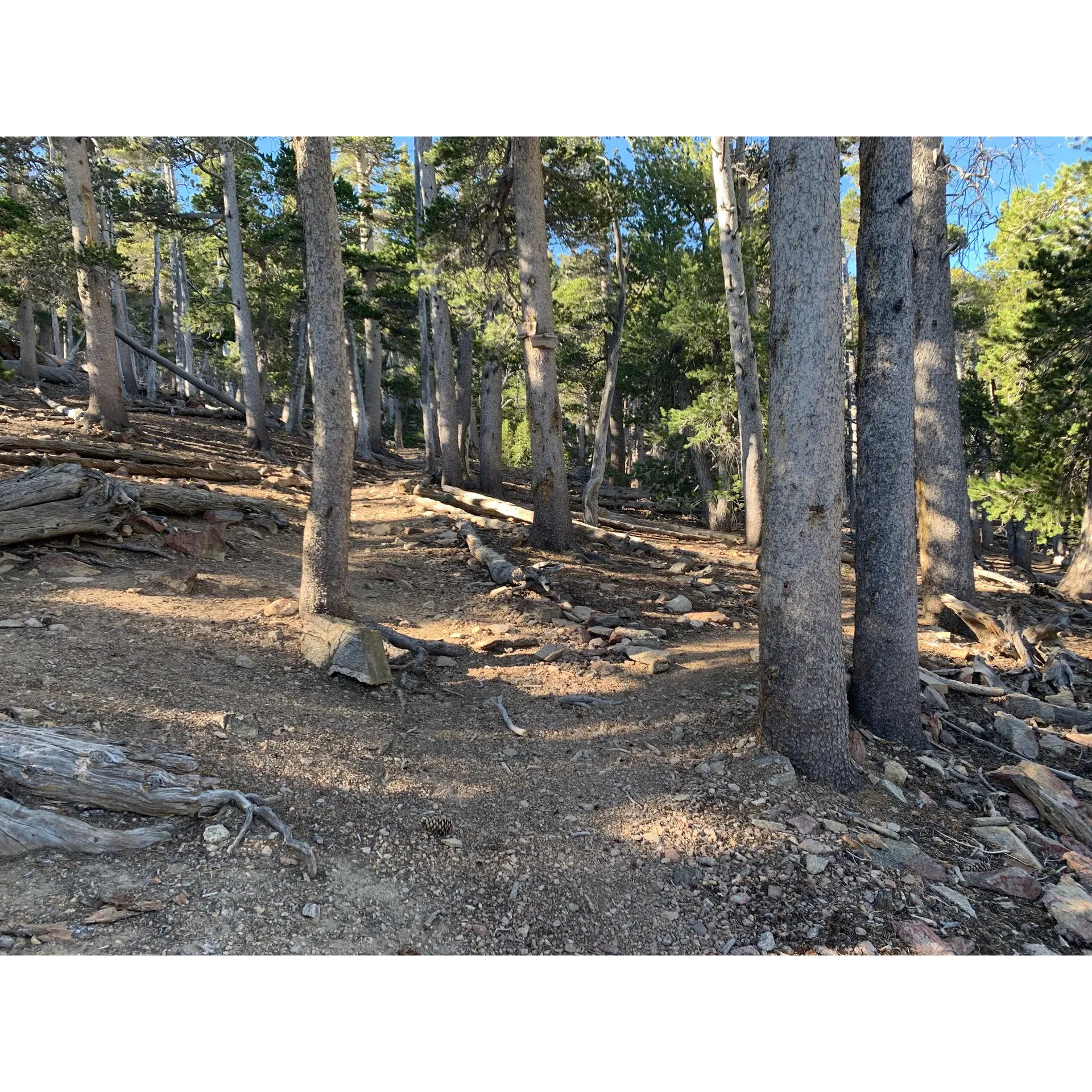 Jackstraw Springs is a natural spring located along the Forsee Creek Trail in Angelus Oaks, California. It is a popular spot for hikers and outdoor enthusiasts looking to enjoy the serene beauty of the San Bernardino National Forest. The spring provides a refreshing source of water for adventurers exploring the surrounding wilderness.

The trail to Jackstraw Springs is approximately 4.5 miles round trip and is considered a moderate hike. Along the way, hikers will be treated to stunning views of the forest and may even catch a glimpse of local wildlife. The serene atmosphere and peaceful surroundings make Jackstraw Springs a perfect spot for a day hike or a quick getaway from the hustle and bustle of city life.

Visitors to Jackstraw Springs are advised to bring plenty of water, as the spring's water may not be suitable for drinking without proper filtration. Additionally, hikers should be prepared with appropriate footwear and clothing for the moderate terrain and changing weather conditions. Overall, Jackstraw Springs offers a tranquil escape into nature for those seeking a peaceful retreat in the heart of the San Bernardino National Forest. Description by ChatGPT.