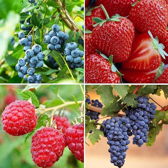 Fresh Berry Fruit Seeds for Planting come in a set of four types, including 800 strawberry seeds, 800 raspberry seeds, 50 blueberry seeds, and 50 grape seeds. These seeds are considered heirloom and are non-GMO, ensuring that they are all-natural and free from genetic modification.