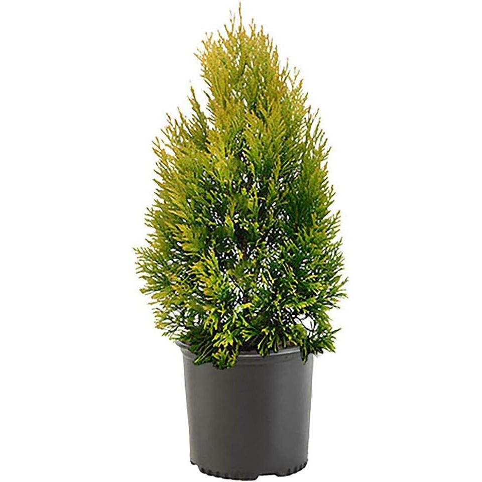 This bright and beautiful plant is perfect for adding a pop of color to your garden all year long. With vibrant golden foliage and a pyramidal habit, this evergreen shrub will stand out in any landscape. It thrives in full sun and is ideal for USDA Zones 5a-8b, making it a versatile option for a variety of climates.