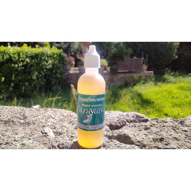 Discover the Benefits of LION'S MANE MUSHROOM TINCTURE Lion's Mane Mushroom Tincture is a natural supplement that has gained popularity for its extraordinary properties for general well-being. This mushroom, renowned for its unique shape and positive impact on health, is full of valuable ingredients that offer a variety of benefits.