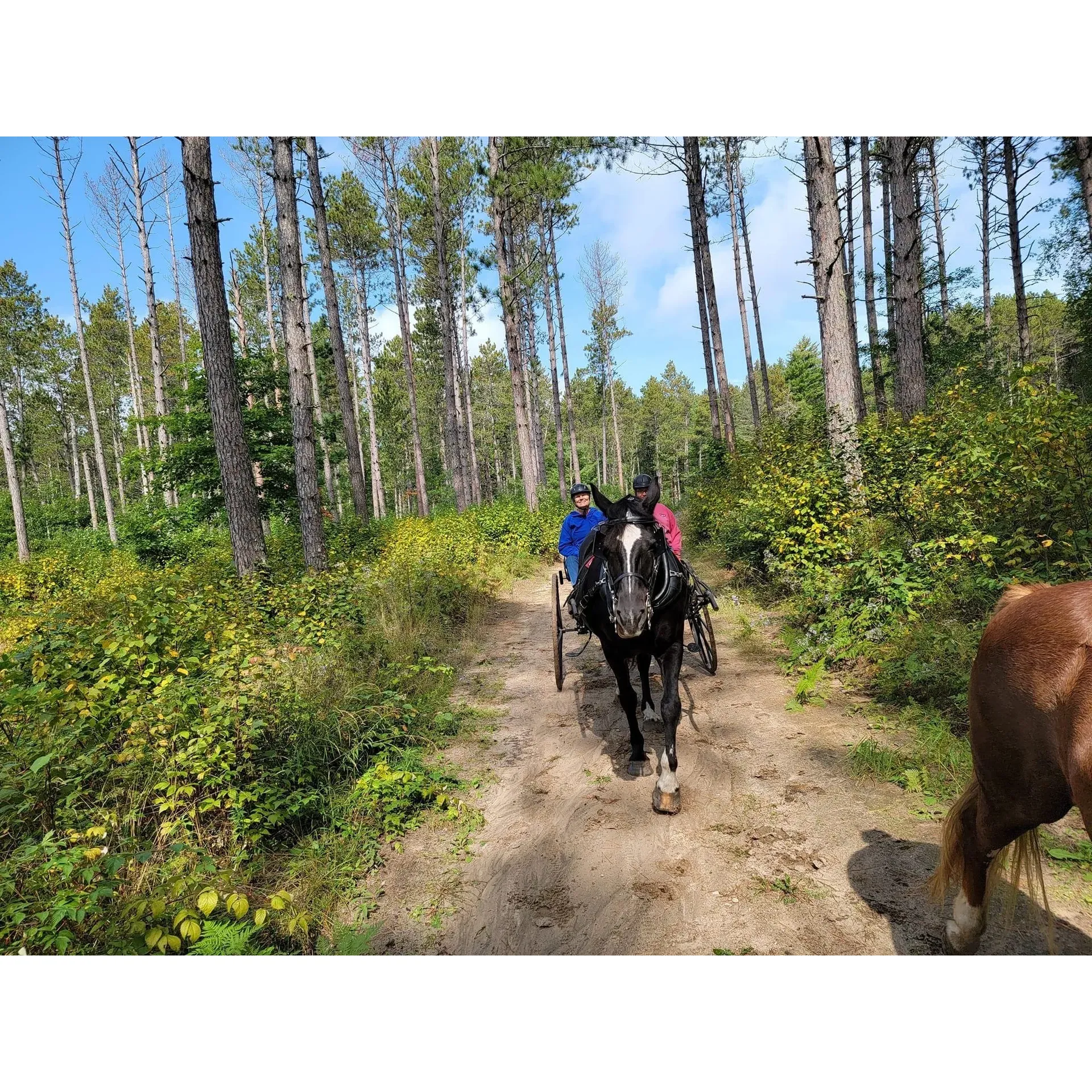 Set amidst the tranquil beauty of a lush forested environment, Cut Foot Sioux Horse Camp is an idyllic destination for both equine enthusiasts and nature lovers alike. The camp offers an extensive network of scenic trails, perfect for horseback riding, giving guests the opportunity to immerse themselves in the natural splendor of the area. With ample space for camping, visitors can enjoy the great outdoors while experiencing the comfort and community of a well-appointed campsite.

For those seeking adventure beyond equine activities, the trails provide a serene backdrop for hiking and even motorcycle trail riding, ensuring all outdoor aficionados find their niche. The camp is particularly enchanting in the fall when it becomes a quiet retreat with fewer visitors, allowing for a more intimate connection with nature. Though the campsite is rustic, prioritizing the unspoiled setting over modern amenities such as electricity and water, it does cater to essential needs with the provision of enclosed toilets and accessibility features for diverse guests.

Cut Foot Sioux Horse Camp is a nature's haven, a charming escape that beckons visitors back time and again to bask in its peaceful atmosphere and explore its beautiful trails. Whether it's for a tranquil horseback ride, a reflective hike through the woods, or a thrilling motorcycle journey on the trails, the camp promises an unforgettable experience for all who wander its majestic grounds. Description by ChatGPT.