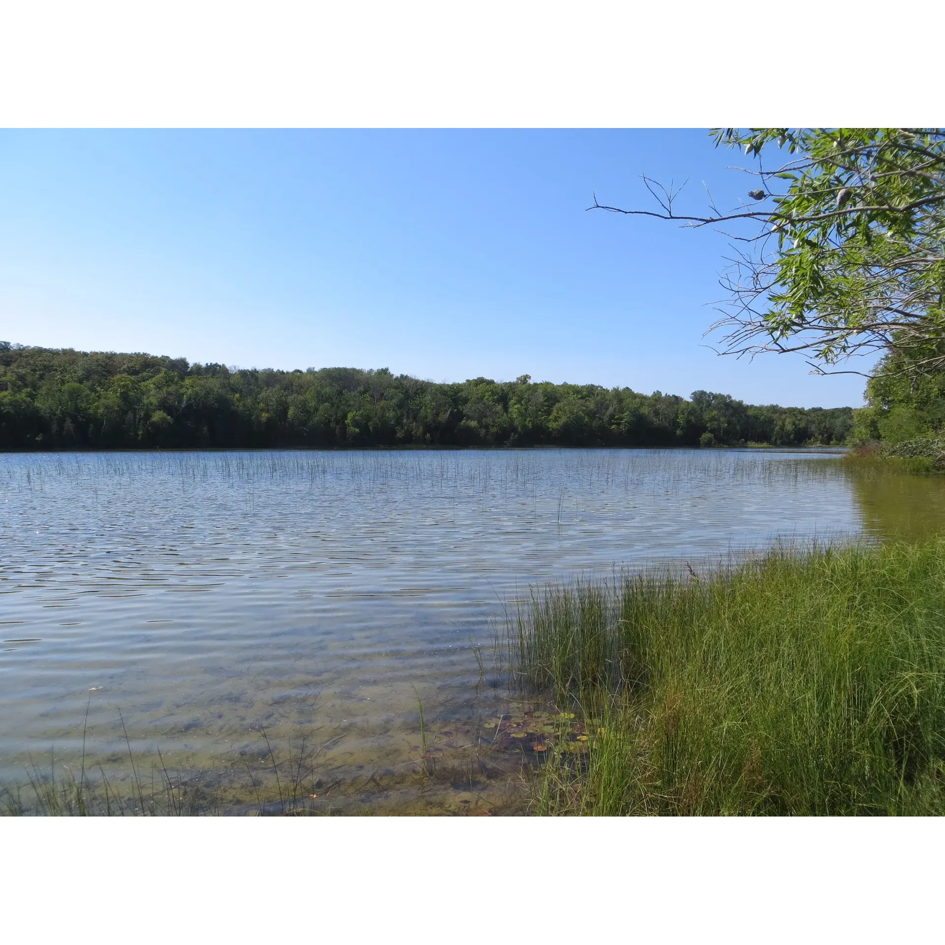 Susan Lake offers an idyllic fishing haven, renowned for its bountiful waters ripe with a variety of fish species. A favorite among anglers, this spring-fed aquatic gem is teeming with largemouth bass, pike, perch, and bluegill, offering a fantastic fishing experience for both novice and experienced fishers alike. It boasts clear, pristine waters that make for perfect conditions to embark on a serene rowboat adventure.

Fishing enthusiasts frequently celebrate their successful catches at Susan Lake, with some boasting hauls of 15-20 bass and pike in a single day. The lake’s ecosystem, adorned with weed lines and lily pads about 15 feet from the edge, creates the perfect natural habitat for fish and an ideal spot for anglers to cast their lines. Floating rapalas are a favored lure for trolling the fruitful waters, and with a bit of skill and know-how, anglers can hook into some of the larger, more elusive specimens that call this lake home.

Many cherish the leisurely pursuit of perch and bluegill using traditional bobber and worm techniques, a testament to the timeless joys of fishing that are kept alive at Susan Lake. Even a rare walley enough makes an appearance, adding to the excitement and variety of the angling experience. Visitors seeking a tranquil retreat from the hustle and bustle will find Susan Lake a lovely and pleasant destination, a sense of peace pervading its shores. Description by ChatGPT.