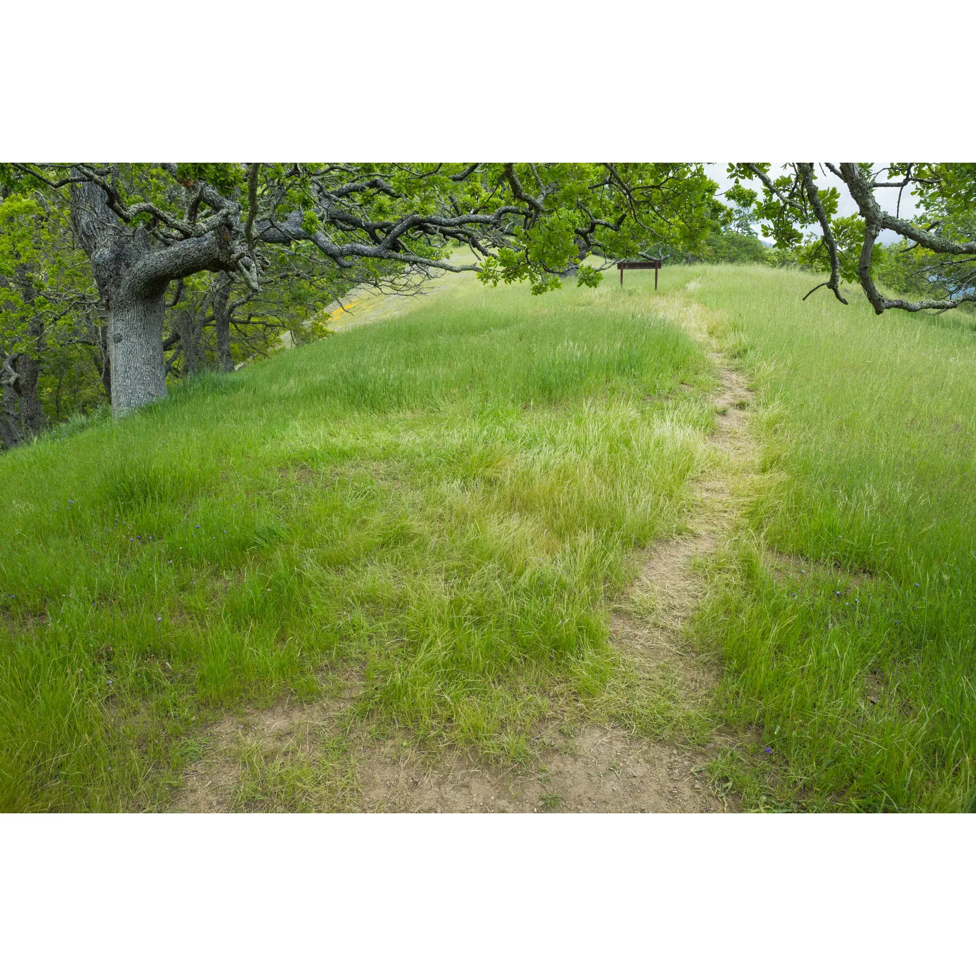 Oak View Backpack Camp is a secluded camping destination located in Sunol, California. Situated amidst the scenic beauty of the Sunol Regional Wilderness, the camp offers a peaceful retreat for outdoor enthusiasts looking to connect with nature. Visitors can enjoy hiking, birdwatching, and stargazing in the surrounding area.

The camp is a backcountry-style site, meaning visitors must hike in with all of their gear and supplies. It features 16 individual campsites with fire rings and picnic tables, as well as vault toilets and running water. The camp is ideal for backpackers and experienced campers looking for a rustic and immersive outdoor experience.

Reservations are required to stay at Oak View Backpack Camp and can be made through the East Bay Regional Park District website. The camp is open year-round, but availability may vary depending on the season. For those looking to disconnect from the hustle and bustle of everyday life and enjoy the tranquility of nature, Oak View Backpack Camp is a perfect destination. Description by ChatGPT.