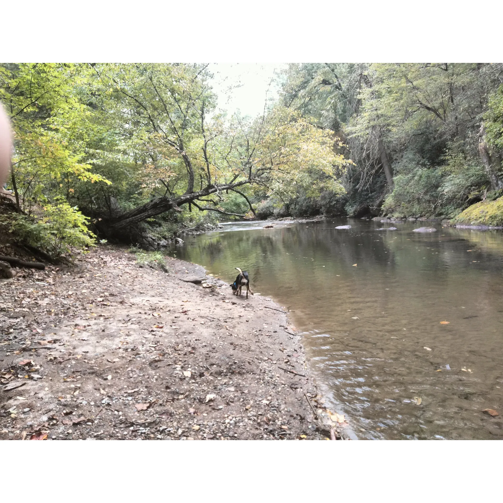 Nichols Campground is a serene escape for those seeking peace, tranquility, and a touch of wilderness during their outdoor adventures. With the calming sounds of a creek flowing throughout and an abundance of fishing opportunities, this campground is a fisherman's haven, offering countless hours of relaxation by the water. Visitors can take delight in seclusion, often finding themselves with the luxury of having the whole place to themselves, which is perfect for those who cherish privacy and serenity.

The campground offers a variety of camping options to accommodate various needs, including sites with electric and water hookups, as well as a full hookup site. Convenient facilities such as a bathhouse and an ice machine ensure guests maintain their comfort during their stay.

Emphasizing courtesy and local hospitality, Nichols Campground is known for its friendly atmosphere. The camp host and their partner make regular rounds through the camp, ensuring guests feel welcome while preserving the friendly and respectful community ambiance.

Surrounded by the natural beauty of the Tallulah River, every campsite offers scenic vistas that encourage guests to relax and reconnect with nature. The guest-friendly services, including twice-daily trash collection, add to the tidy and well-maintained environment.

For off-road enthusiasts who may find themselves seeking last-minute accommodations, Nichols Campground has been recognized for its willingness to provide hospitality and a memorable stay, even at a moment's notice.

Visitors enjoy their peaceful and quiet nights amidst the wilderness, making the campground an ideal setting for those who appreciate solitude and an undisturbed outdoor experience at affordable rates. With its remote charm and the picturesque backdrop of the creek, Nichols Campground is an inviting destination for anyone looking to unwind in nature's embrace. Description by ChatGPT.