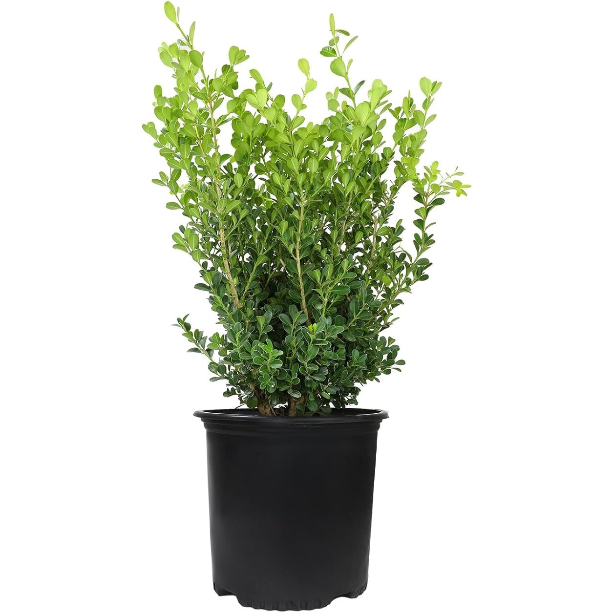 Buxus Japonica, also known as Japanese Boxwood, is a popular evergreen shrub that is commonly used as a landscaping plant. It is known for its dense and compact growth habit, making it ideal for use as hedging or topiary. This plant is native to Japan and features small, glossy green leaves that retain their color year-round.