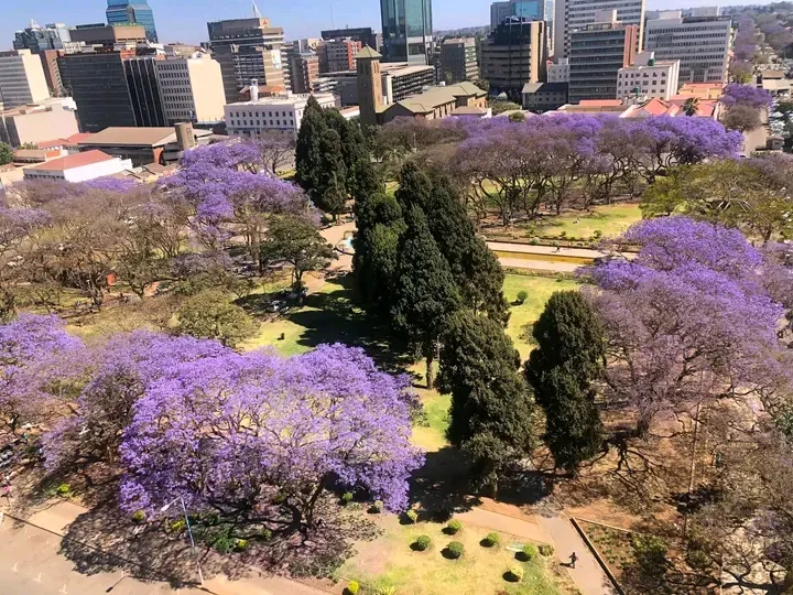 Jacaranda trees bloom across Harare, Zimbabwe 🇿🇼