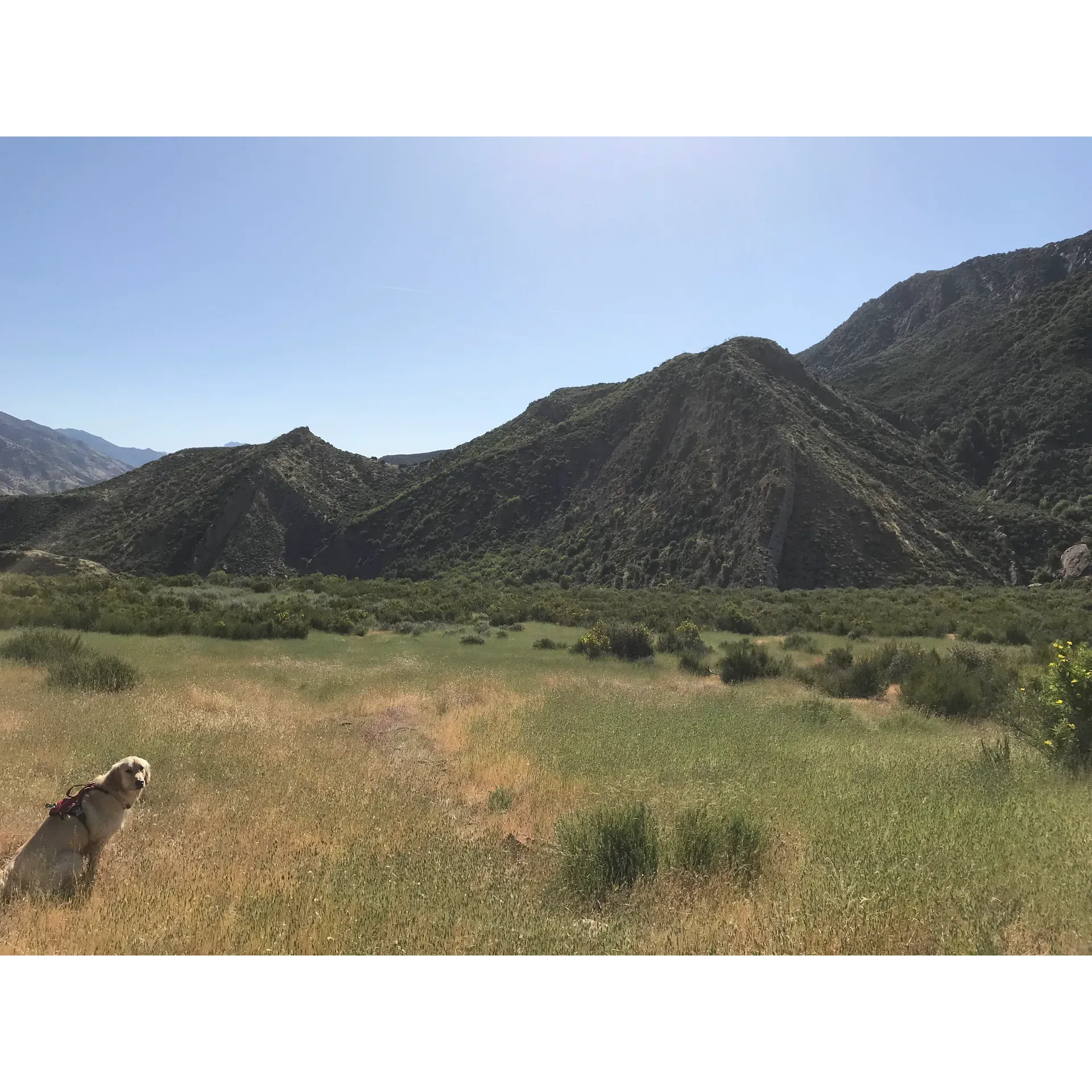 Oak Flat Camp is a welcoming outdoor refuge for nature lovers and adventurers alike. Ideally located along the trail to the Sespe and Willet Hot Springs, this camp provides a delightful stop-off for hikers seeking to immerse themselves in the serene embrace of the wilderness. At the heart of the camp, visitors will find a spacious, well-maintained area perfect for setting up their tent, complemented by the convenience and rustic charm of a sturdy fire ring, essential for those captivating campfire nights under the stars. Adjacent to this central spot, an aged picnic table stands ready to add a touch of comfort to al fresco dining experiences amidst the forested landscape.

For those who prefer a more secluded setup, several additional flat spaces are available, offering the peace and tranquility that only a pristine natural environment can provide. Despite its sense of seclusion, the campsite remains within a comfortable distance from sources of fresh water, making it a practical choice for campers aiming for self-sufficiency. Perfectly situated for weary trekkers or those eager to explore the nearby hot springs, Oak Flat Camp serves as an idyllic base camp from which to launch your wilderness adventures or to simply relax and enjoy the beauty of the great outdoors. Description by ChatGPT.