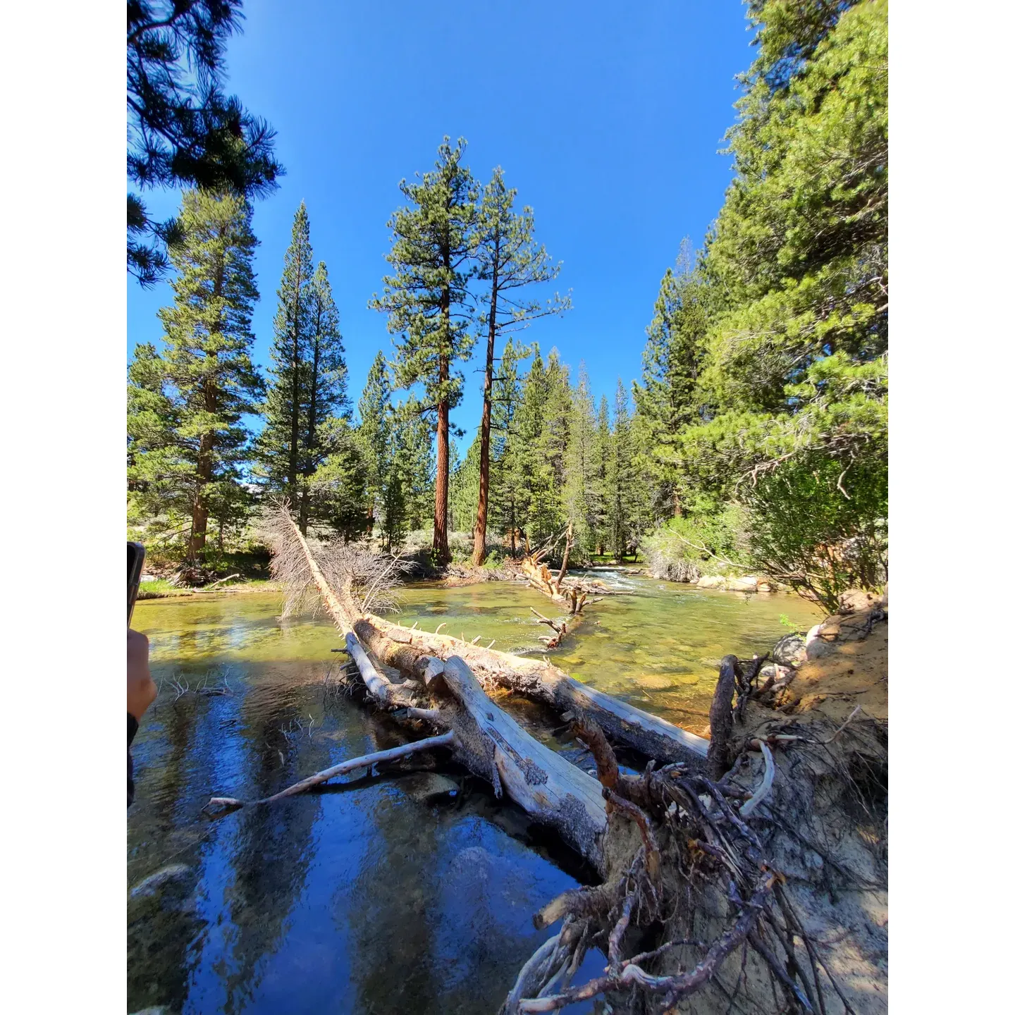 Robinson Creek North Campground is a scenic and well-regarded destination that offers outdoor enthusiasts an invigorating blend of natural beauty and the comforts of a well-maintained camping facility. Its prime location provides campers with a selection of picturesque sites along the flowing creek, where the soothing sounds of the water create a tranquil and refreshing experience.

The campground's charm is further enhanced by the presence of abundant tree coverage that ensures a combination of sun and shade, ideal for both relaxation and protection from the elements. The canopy of trees also contributes to the overall serene atmosphere of the campground.

At a reasonable cost of $28 per night, campers can enjoy the convenience of facilities including potable water and modern vault restrooms. Despite not having shower services or dump stations on site, the campground is remarkably clean, thanks to the efforts of dedicated hosts and responsible campers alike. Additionally, bear lockers are available for safe food storage, ensuring both camper safety and wildlife protection.

The campground serves as a perfect base camp for a multitude of outdoor activities. Its strategic location makes it an excellent starting point for exploring the surrounding natural wonders. Whether it’s hiking on nearby trails by the river during the day, or observing the stillness of the night during designated quiet hours, there is something for every nature lover.

For those who appreciate a community feel, Robinson Creek North Campground is known for its friendly atmosphere. Many campers are repeat visitors, often forming a tight-knit community bonded by the love of the serene environment and the commitment to preserving the beauty of the area.

Active travelers can enjoy the close proximity to stunning Twin Lakes, which offers breathtaking views, especially from the vantage point of a paddleboard gliding along the water's surface. The campground’s popularity is a testament to its enduring allure, providing a delightful retreat for both new and returning campers seeking a picturesque and peaceful escape in the wild. Description by ChatGPT.