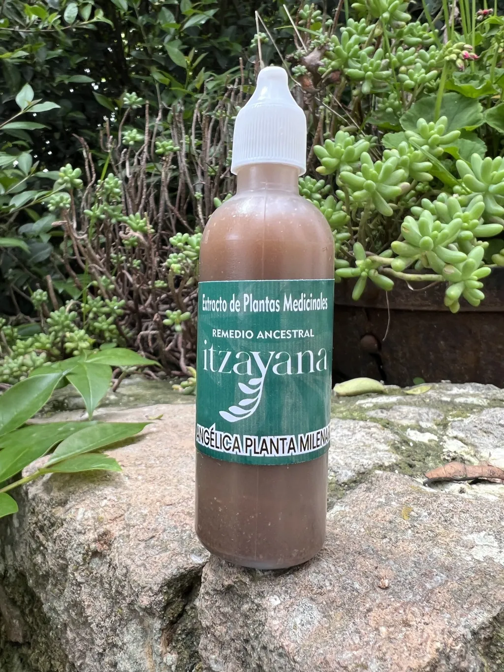 1. Digestion:
Relief of digestive problems: Angelica is used to treat digestive disorders such as indigestion, gas, bloating, and colic. It is believed to help stimulate the production of gastric juices and improve digestion.

2. Natural tranquilizer:
Relaxing properties: Angelica has mild sedative effects, which is why it has been used to relieve anxiety, stress, and insomnia.

3. Anti-inflammatory properties:
Pain and inflammation relief: It has been used topically to reduce inflammation and relieve muscle and joint pain. It can also be beneficial in cases of arthritis.

4. Improve circulation:
Stimulation of blood circulation: Angelica is known to improve circulation, which can be useful in the treatment of circulatory problems such as Raynaud's syndrome.

5. Respiratory system:
Treatment of respiratory conditions: The plant has been used to treat respiratory conditions such as bronchitis, asthma, and cough. It has expectorant properties that help relieve congestion and expel mucus.

6. Diuretic properties:
Fluid elimination: Angelica acts as a mild diuretic, helping the body eliminate excess fluids and toxins.

7. Immune system booster:
Strengthening the immune system: It can contribute to strengthening the immune system, helping the body fight infections.