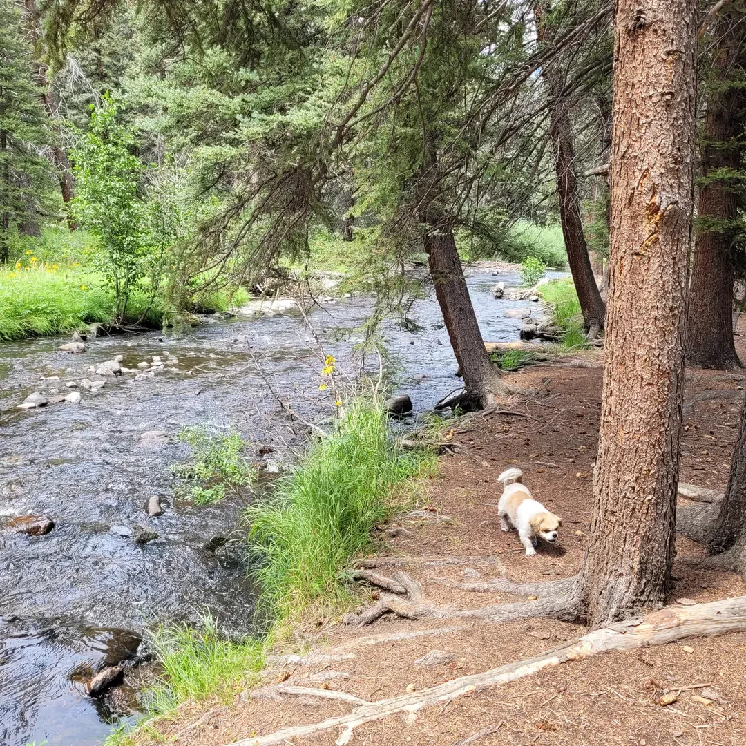 Upper Beaver Creek Campground offers a serene retreat for outdoor enthusiasts seeking a peaceful camping experience in a picturesque setting. Guests frequently commend the welcoming and helpful campsite manager, ensuring your stay is pleasant and hassle-free. With the opportunity to gather around a campfire, every visit promises to be a memorable one regardless of the weather, allowing you to make the most of the great outdoors.

Loved by visitors returning year after year, the campground is praised as a beautiful destination that feels like a home away from home. Its prime location grants campers the pleasure of fishing in vibrant waters abundant with fish, making it a haven for anglers looking for their next great catch.

The beauty of Upper Beaver Creek Campground is further enhanced by its proximity to natural attractions, including a nearby reservoir and numerous lake hikes, ideal for guests who wish to explore the wilderness and immerse themselves in the stunning landscapes.

Campers enjoy sites that back up directly to the tranquil flow of Beaver Creek, offering a scenic backdrop to their stay. While conveniently situated close to a main road, the campground remains a tranquil base from which to venture out and discover all that the area has to offer, creating a perfect balance between accessibility and escape into nature. Description by ChatGPT.