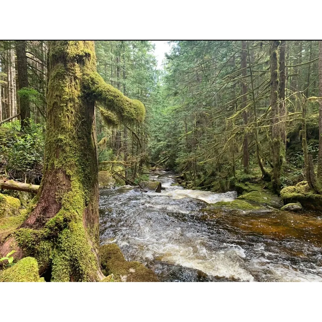 Appleton Creek Recreation Site & Trail is a charming outdoor escape located along the renowned Sunshine Coast Trail, known for its panoramic views and accessible yet rewarding trekking experience. The trail offers hikers a splendid opportunity to witness the tranquil beauty of Bandit Falls and Sylph Falls, providing delightful glimpses of cascading waters that are sure to captivate nature enthusiasts of all ages.

With a series of picturesque landscapes at every turn, the trail invites avid photographers to capture the enchanting surroundings. Its scenic vistas include a diverse array of flora and fauna, making it one of the more photogenic locations on the Sunshine Coast Trail. As you meander along the path, the mild slopes make it an ideal choice for beginners or those in search of a leisurely hike, with the added bonus of being a largely weather-independent trail.

For adventurers seeking a bit more excitement, sections of steep climbing offer a satisfying challenge, leading to an exceptional picnic area shrouded by ancient old-growth giants. This serene spot is perfect for a family outing or simply to unwind in the embrace of nature's grandeur.

The nearby allure of Pauls Falls and Ripley's Pond are just a stone's throw away, beckoning those with a thirst for further exploration. The trail edges to an inviting campground, featuring a bridge over the crisp, clear waters of Appleton Creek, where you can find one of the most beloved campsites on the trail. Upstream, about 600 meters from the bridge, lies another hidden gem—a peaceful spot with deep pools and waterfalls offering a refreshing dip and some of the purest water to drink on the entire trail.

Whether you're seeking a peaceful hike, an exciting family outing, or a tranquil spot to camp and appreciate the wonders of nature, Appleton Creek Recreation Site & Trail is a treasure trove that provides an array of experiences for visitors of all interests. With its easy accessibility and the soothing backdrop of the Sunshine Coast, it stands out as a destination that continues to delight and inspire those who journey along its path. Description by ChatGPT.