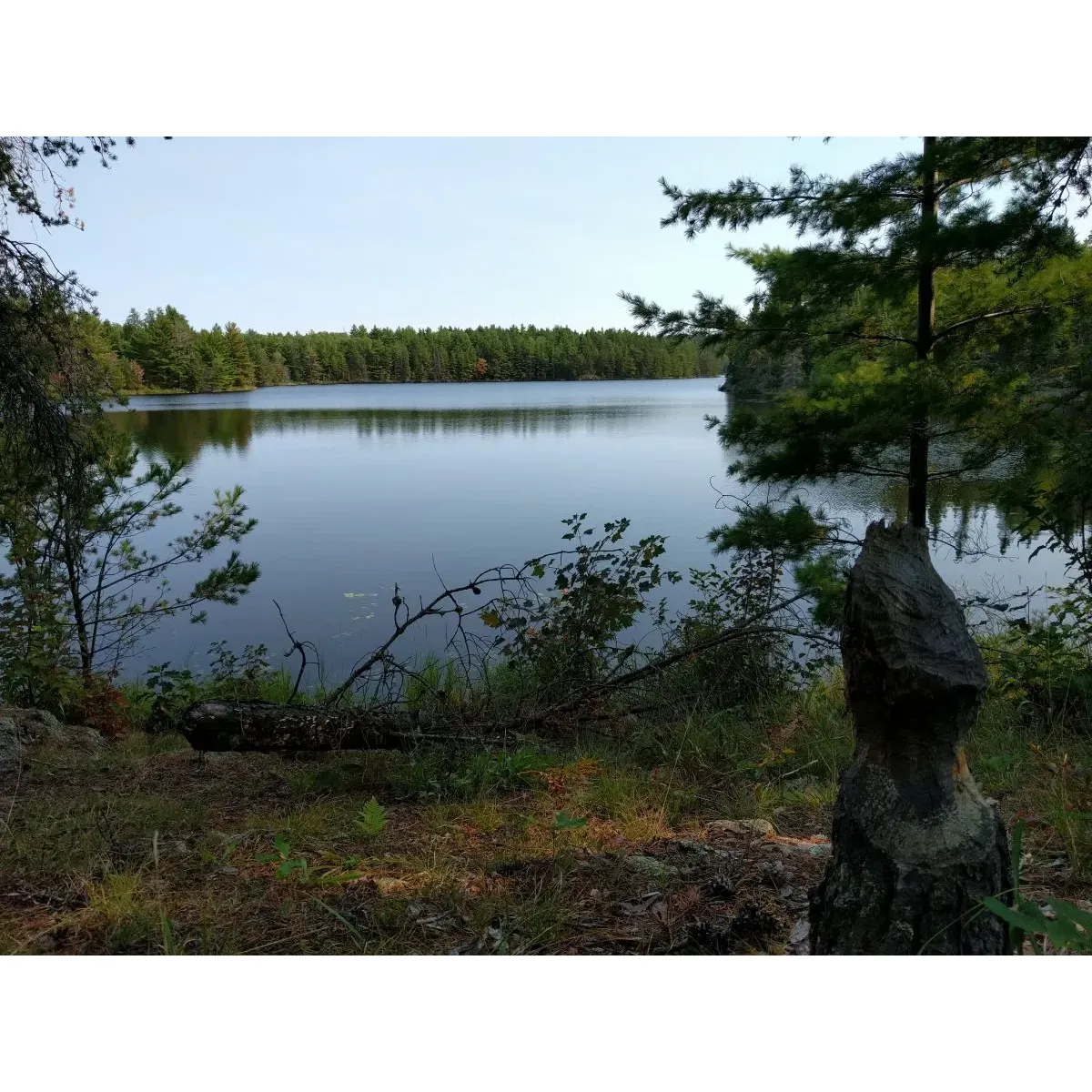 Brown Lake B3 Backcountry Campsite is a secluded camping spot located in Kettle Falls, Minnesota. This campsite is only accessible by hiking, providing a true wilderness experience for outdoor enthusiasts. The campsite is situated near Brown Lake, offering opportunities for fishing, canoeing, and wildlife viewing.

The Brown Lake B3 Backcountry Campsite features basic amenities such as picnic tables, fire rings, and pit toilets. Campers must pack in and pack out all their supplies and trash, as there are no trash receptacles available at the site. The campsite is open year-round, but access may be limited during the winter months due to snowfall.

Overall, Brown Lake B3 Backcountry Campsite offers a peaceful and remote camping experience for those looking to immerse themselves in nature. The beautiful scenery and abundant wildlife make it a popular destination for nature lovers and outdoor adventurers alike. Description by ChatGPT.