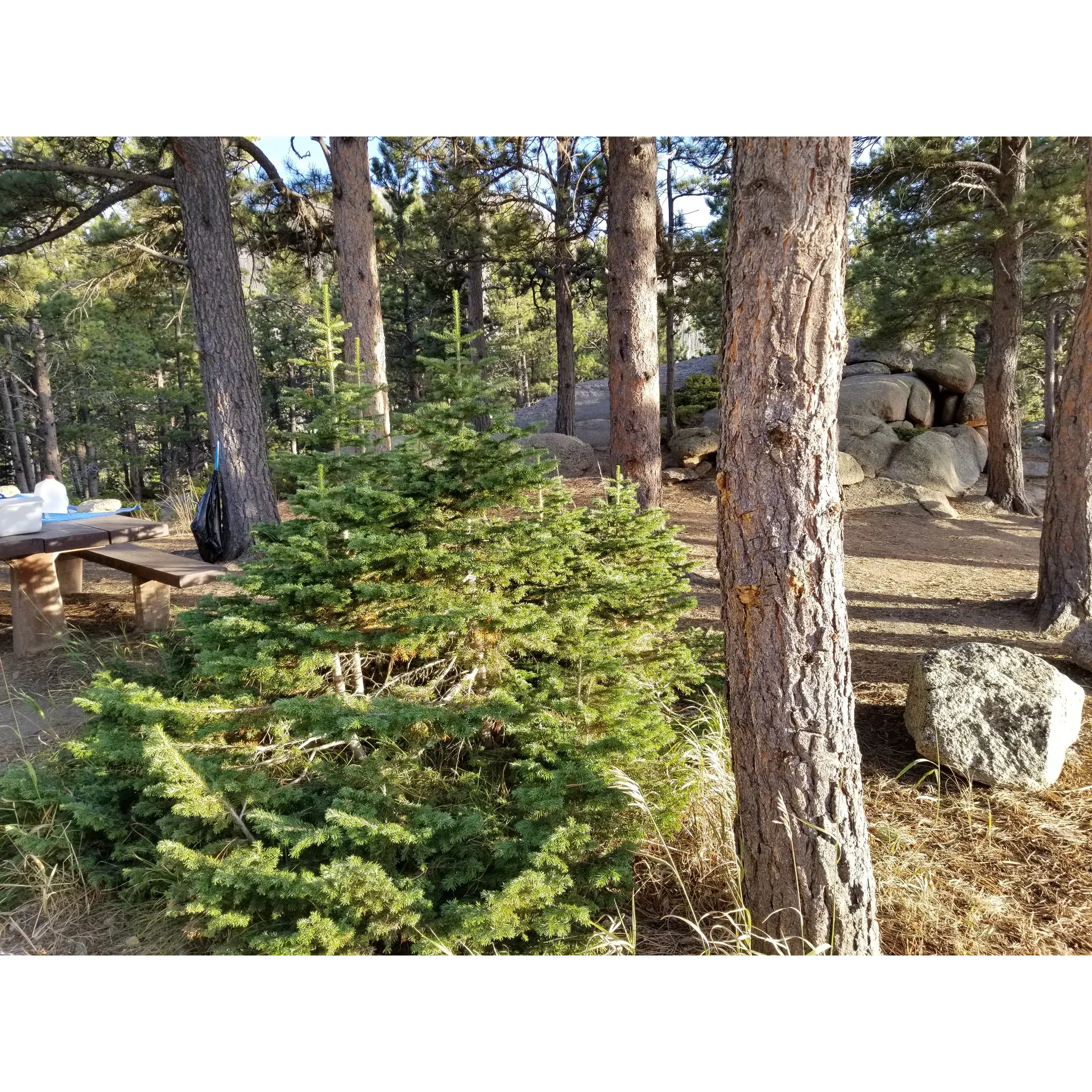 Friend Park Campground is a picturesque outdoor retreat surrounded by the natural beauty of Southeast Wyoming. Carefully maintained by dedicated forest service staff, the campground offers well-kept facilities that blend harmoniously with the serene wilderness. The approach through dirt roads offers an adventurous drive with awe-inspiring vistas of open ranges and mountain scenery – a perfect prelude to the calm respite that awaits at the site.

An ideal destination for those aiming to immerse themselves in the great outdoors, the campground promises an authentic rustic experience. Campers can appreciate the simpleness of life without the distractions of electricity and Wi-Fi, providing a rare opportunity to disconnect and rejuvenate in a peaceful environment. With reasonable fees and clean amenities, the site offers both affordability and comfort.

Enthusiastic hikers will revel in the convenience of the trailhead leading up to Laramie Peak, located just steps away from the campsites, making it an excellent base camp for trekking adventures. Moreover, with its tranquil atmosphere, particularly during the winter months, Friend Park Campground serves as a serene sanctuary for quiet contemplation and connection with nature.

Visitors can look forward to a welcoming, serene getaway at Friend Park Campground, where the splendor of untouched landscapes meets the fundamental joy of camping under the stars. Description by ChatGPT.