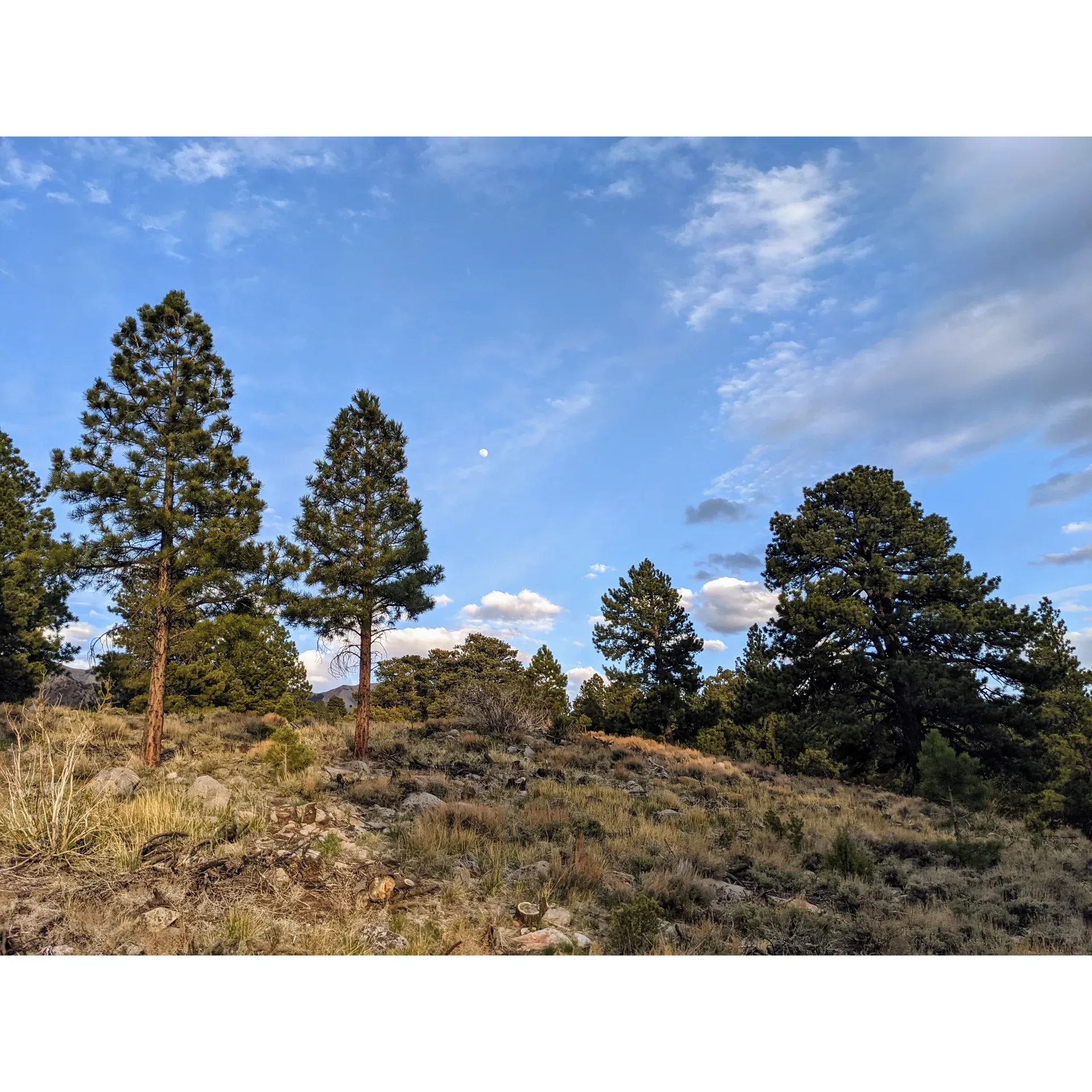 McMillan Springs Campground is an idyllic destination for campers looking to immerse themselves in the tranquility of the great outdoors. Surrounded by a canopy of majestic Ponderosa Pines, the campground offers an exceptional connection with nature, where visitors can delight in sightings of diverse wildlife roaming the landscape. With the changing seasons, the campground becomes a hub of activity, particularly in the fall when outdoor enthusiasts gather to enjoy the crisp air and autumnal beauty.

Comprising nine well-appointed campsites, McMillan Springs provides guests with essential amenities, including individual picnic tables, fire rings, grills, and benches, creating a comfortable and convenient outdoor experience. Availability of potable water within the campground and access to clean restrooms add to the comfortable stay for all visitors.

For those who enjoy equine adventures, McMillan Springs is a supreme choice. The campground is very accommodating for those bringing horses, making it a fantastic starting point for equestrian excursions amid breathtaking scenery.

Adventure-seekers camping at McMillan Springs will find themselves at the doorstep of Ellen Peak. Hikers can embark on a two-hour trek to the summit, which promises panoramic views that are truly second to none. Offering solitude and unparalleled vistas, this hike is a must-do for anyone visiting the area.

Located within the serene expanse of the Henry Mountains, visitors to McMillan Springs Campground can enjoy the simplicity of nature without the disturbances of a crowded environment. Despite its seclusion, the campground is praised for its excellent facilities, including the convenience of vault toilets.

Guests looking for a hidden gem that provides a blend of peaceful surroundings, essential amenities, and access to scenic landscapes will find that McMillan Springs Campground exceeds expectations. Whether returning after years or discovering it for the first time, this campground continues to be a cherished escape for those seeking a serene and memorable outdoor retreat. Description by ChatGPT.