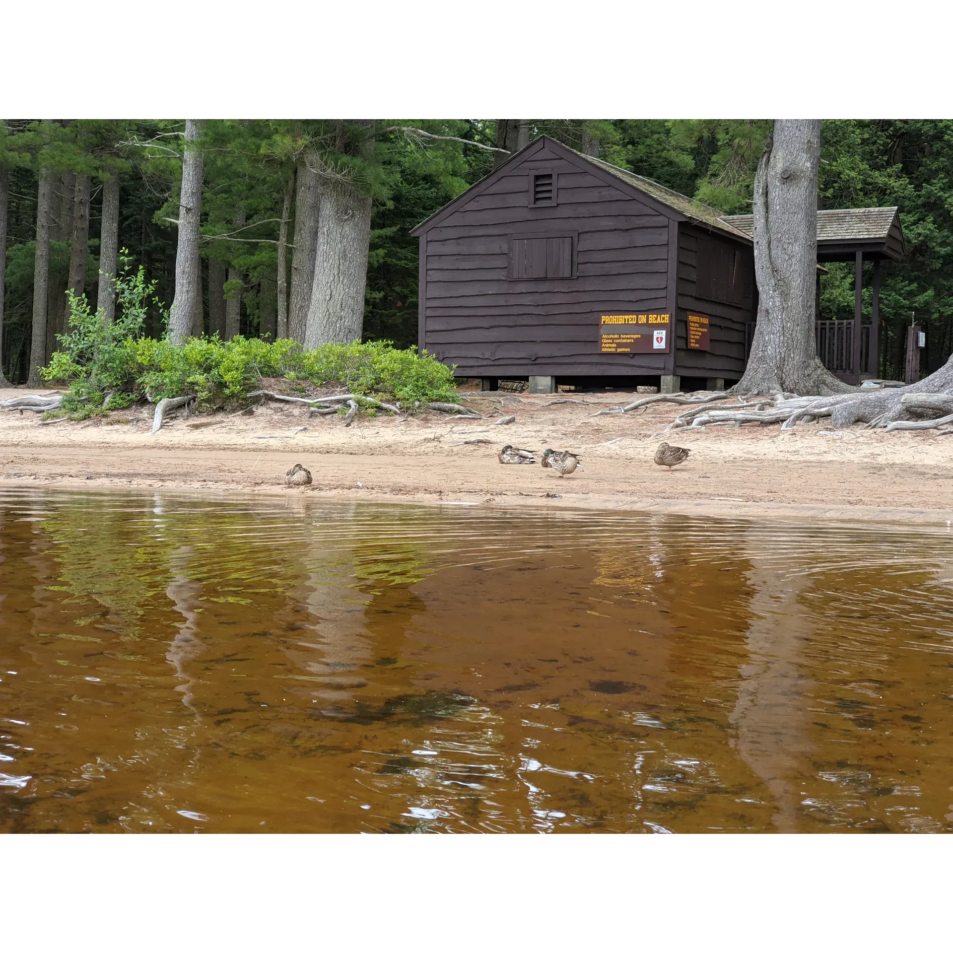 Brown Tract Pond Campground offers an idyllic retreat for visitors seeking a tranquil experience in the great outdoors. Set amidst a picturesque landscape, the campground boasts stunning waters ideal for an array of aquatic activities, including top-notch fishing and serene kayaking journeys. Adventurers can revel in the unique attraction of a small island that punctuates the center of the lake, offering an additional element of exploration and charm to the already scenic setting.

Privacy and seclusion are at the heart of this campground experience; many sites are beautifully isolated, with select "hike-in" spots providing an intimate connection with nature. The welcoming mix of wildlife and lush flora enhances the peaceful ambiance, ensuring a restorative escape from the everyday hustle and bustle.

Adding to the allure, the campground is exceptionally well-maintained, demonstrating the dedication of the caretakers who contribute to an immaculately clean park environment. The availability of clear and refreshing water to enjoy after a stimulating hike further accentuates the natural beauty and simplicity of the campground's rustic charm.

The breathtaking views available at waterfront campsites, such as site #70, offer an unparalleled experience that captivates guests from dawn to dusk. The serenity of the location is further reinforced by the absence of cellular service, allowing visitors to fully detach from technology and rekindle their appreciation for nature.

While the campground has paused services like kayak and canoe rentals, the endless panoramic vistas and captivating environment provide ample opportunities for guests to savor the natural splendor and create lasting memories with each stay. Description by ChatGPT.