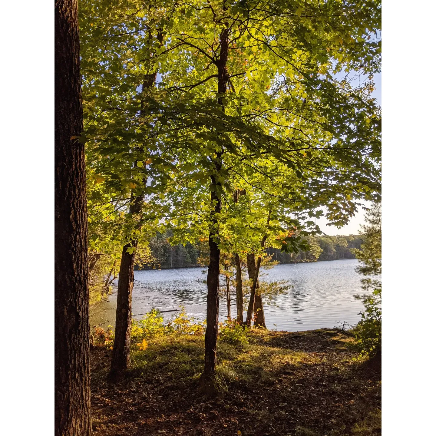 Two Lakes Campground is an idyllic outdoor retreat offering visitors the chance to immerse themselves in the serene beauty of a natural forest landscape, featuring two magnificent lakes as the centerpiece of its charm. Situated approximately 6 miles deep into the lush expanse of the national forest, the campground provides an escape from the hustle and bustle of modern life, with limited cell reception fostering a perfect environment for digital detox and reconnection with nature.

This Bureau of Land Management (BLM) gem delivers an authentic camping experience, with spacious and well-maintained sites that accommodate both tents and RVs, although some sites may be more suited for tent camping. The campground's unspoiled setting eschews modern amenities like showers and flush toilets for a more rustic experience – but with the panoramic vistas and tranquil environment, the simplicity becomes part of the allure.

With a selection of 94 sites, visitors often find a scenic spot offering picturesque views, whether during the coveted after Labor Day period when the campground is quieter, or during the busier summer months. Campers can enjoy the breathtaking clarity of the night sky, with the Milky Way and the Andromeda Galaxy stretching above, as well as the enchanting calls of loons echoing across Bass Lake. The presence of bald eagles soaring overhead, deer wandering through the campsites, and the unique sight of pileated woodpeckers add to the campground's magical atmosphere.

Two Lakes Campground thrives on its natural offerings, with two majestic lakes providing both stunning views and recreational opportunities. Stay lakeside to maximize the beauty and serenity right from your campsite. With the larger Lake Owen and the picturesque Bass Lake cradling the campground, visitors often feel lulled to sleep by the harmonious symphony of loons. The friendly and attentive camp hosts ensure the grounds, including the clean bathroom facilities, are well-kept to enhance guest comfort.

Outdoor enthusiasts delight in the proximity to the inviting local bar and grill in nearby Drummond, adding to the appeal of the area. For those looking to extend the culinary experience, a visit to the Rivers Eatery is highly recommended for its delicious pizza.

Two Lakes Campground is more than just a place to pitch a tent or park an RV; it’s a haven for those seeking tranquility, natural beauty, and a welcoming community. The purchase of firewood on-site allows for the complete camping experience—crisp evenings by the fire, engaging stories, and the soothing sounds of wildlife around. It's an escape that beckons for return visits, forever etched in the hearts of those who have experienced its simple yet profound pleasures. Description by ChatGPT.