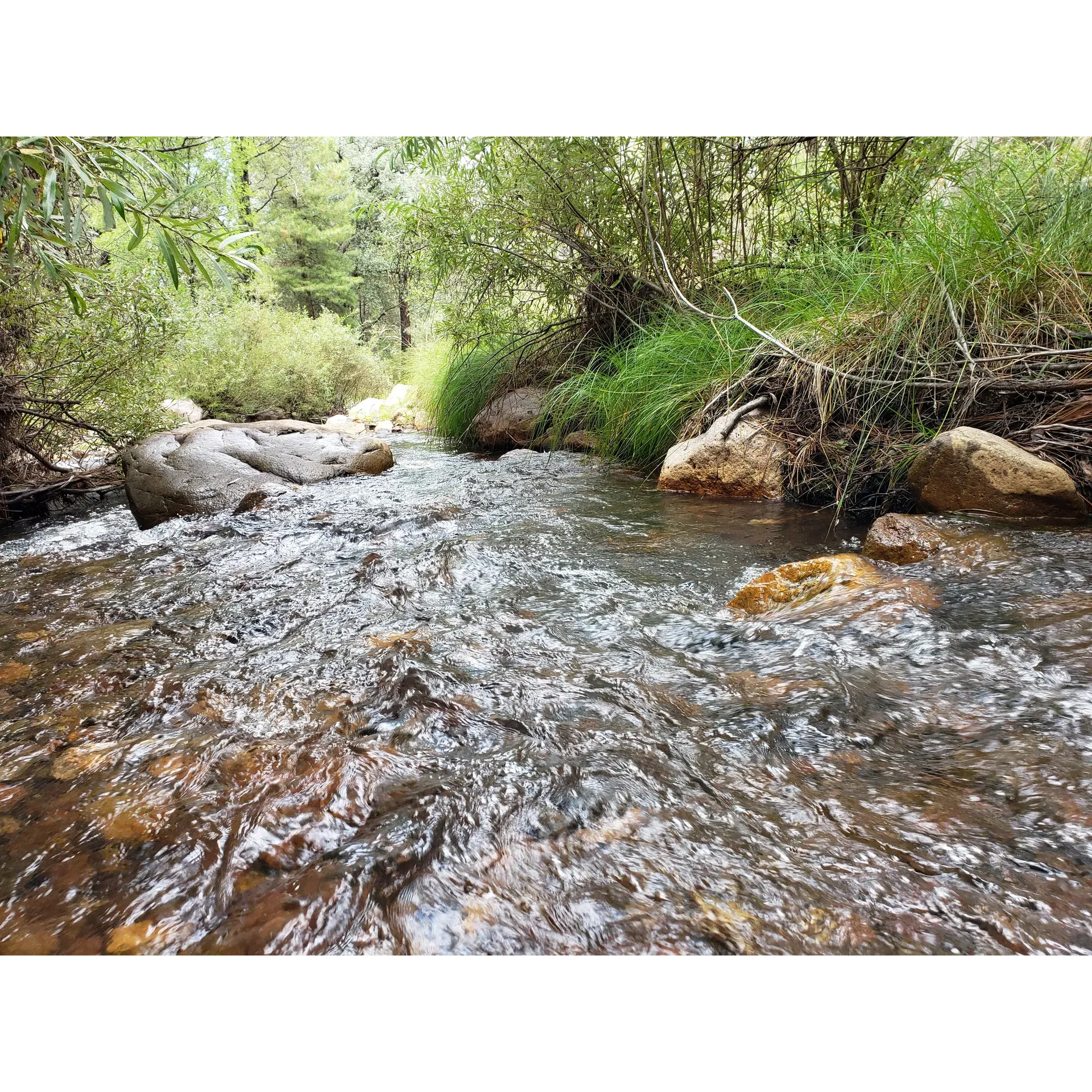 Sycamore Campground, a tranquil retreat set within the picturesque Chiricahua Mountains of Eastern Cochise County, Arizona, offers a serene getaway for nature lovers and outdoor enthusiasts. Privileged by its location at the eastern end of Turkey Creek, guests are welcomed to the gentle sounds of running water, a delightful surprise for many visitors, especially later in the season. With the creek's clear stream as a backdrop, the campground provides a perfect setting for those looking to immerse themselves in the beauty of a lush environment.

The journey to the campground is an experience in itself — a peaceful drive up the canyon introduces you to the unspoiled charm of the surrounding landscapes. The variety of hiking trails available caters to adventurers of all levels, inviting them to explore the beautiful terrain that this area has to offer.

Sycamore Campground prides itself on maintaining well-kept grounds that are a testament to the simplicity and elegance of nature. Each campsite features nice fire rings, setting the stage for memorable evenings under the stars. The beautiful little creek adds to the ambiance, enriching the camping experience. In addition, the campground's off-the-beaten-path location means less traffic than other areas, allowing for more privacy and a truly authentic outdoor experience.

For wildlife enthusiasts, the campground offers the exciting possibility of encountering local fauna. While respectful of the natural habitat and taking appropriate precautions, visitors might observe signs of bears and other wildlife, adding a hint of wilderness adventure to their stay.

Ultimately, Sycamore Campground is a destination worth the journey, even if that includes a leisurely drive on a washboarded road. The shade provided by the towering trees and the soothing presence of the creek make for a peaceful and refreshing visit, suitable for both the solitary traveler and families in search of a quiet escape. Whether you are looking for an adventurous hike or simply to unwind by the campfire, this campground invites you to create lasting memories in a setting of pure natural elegance. Description by ChatGPT.