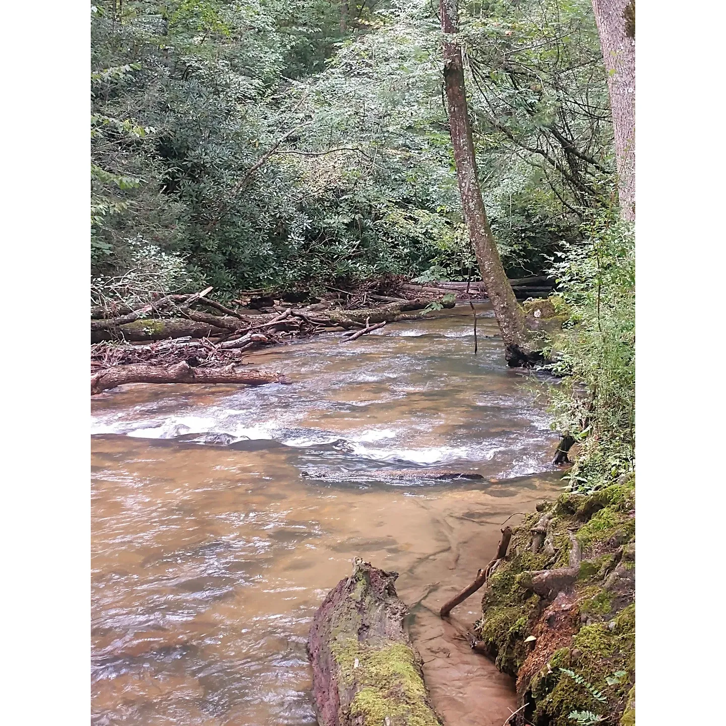 Frank Gross Recreation Area emerges as a serene haven for anglers and outdoor enthusiasts seeking a peaceful retreat amidst nature's splendor. The campgrounds, particularly #6 and #7, offer idyllic riverside locations that rival the beauty of designated creekside spots. Campsite #6 stands out as a favorite for many visitors, providing an excellent vantage point for casting a line and reeling in small wild rainbow trout with a dry fly, right at the water's edge. Larger stocked trout also thrive in these pristine waters, making it a prime spot for both casual fishing and more serious angling.

The area is praised not only for its abundant fishing opportunities but also for the remarkable upkeep and cleanliness – a testament to the commitment of both staff and campers in preserving the natural environment. Visitors appreciate the affordable camping experience, which is accessible at $4 per night with an Access Pass or $8 without, offering great value with the essential amenities, including a well-maintained toilet facility that exceeds expectations in cleanliness and odor control.

Beyond the convenience of the campgrounds, Frank Gross Recreation Area is an awesome destination that fills up quickly due to its popularity and preserved natural beauty. Enthusiasts are reminded to arrive early to secure a spot and to maintain the serene atmosphere by respecting fellow campers. Although the site is free from the distractions of cell signals at the campsites, those wishing to connect can find reception just a short drive away, offering the best of both worlds for those seeking a digital detox with a safety net.

In addition to top-notch camping and fishing, the park offers picturesque drives up the mountain with numerous pull-off areas perfect for picnicking or enjoying a quiet pause by the water. With a beautiful small stream in close proximity and a large pond just a short walk up the road, the natural beauty of the area provides a tranquil backdrop for a memorable, affordable escape into the great outdoors. Description by ChatGPT.